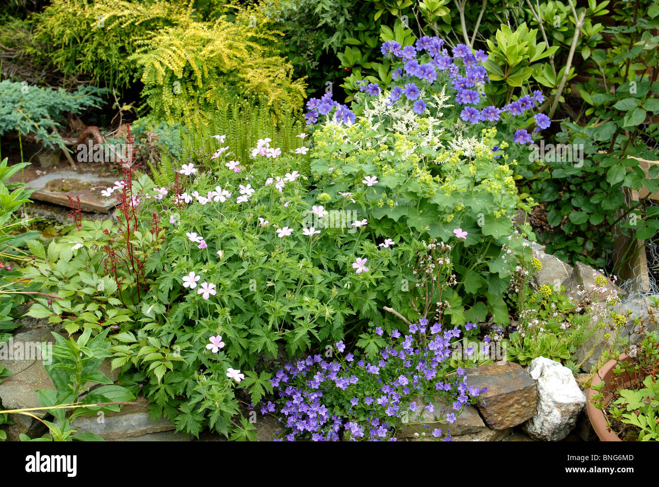 Herbaceous perennials in flower in a cottage garden Stock Photo