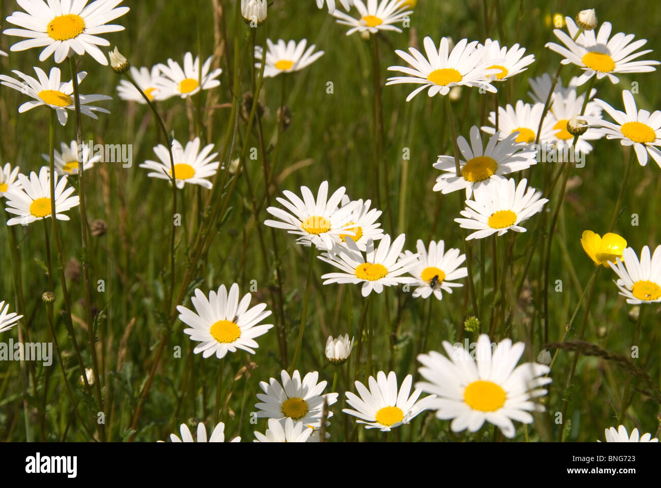 Oxeye Daisies (Leucanthemum vulgare) growing on a Nature reserve in the