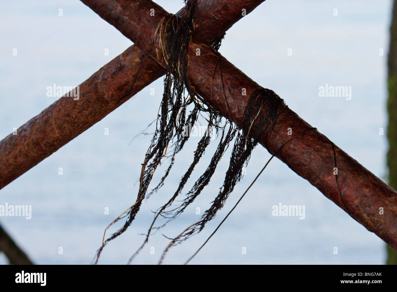 Strands of seaweed and netting hanging from support crossbars below Southsea Pier Stock Photo