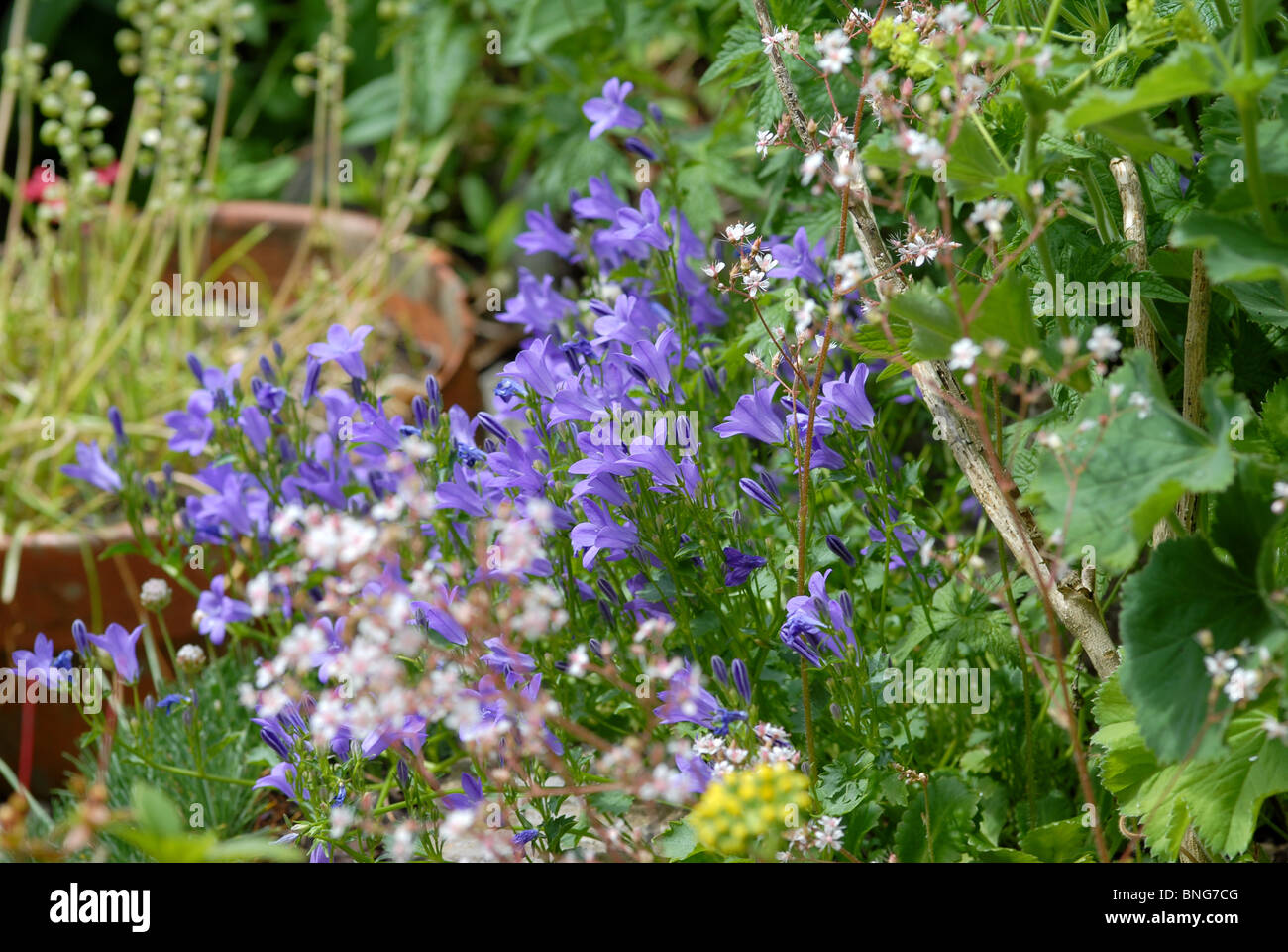 Campanula and London Pride in a cottage garden Stock Photo