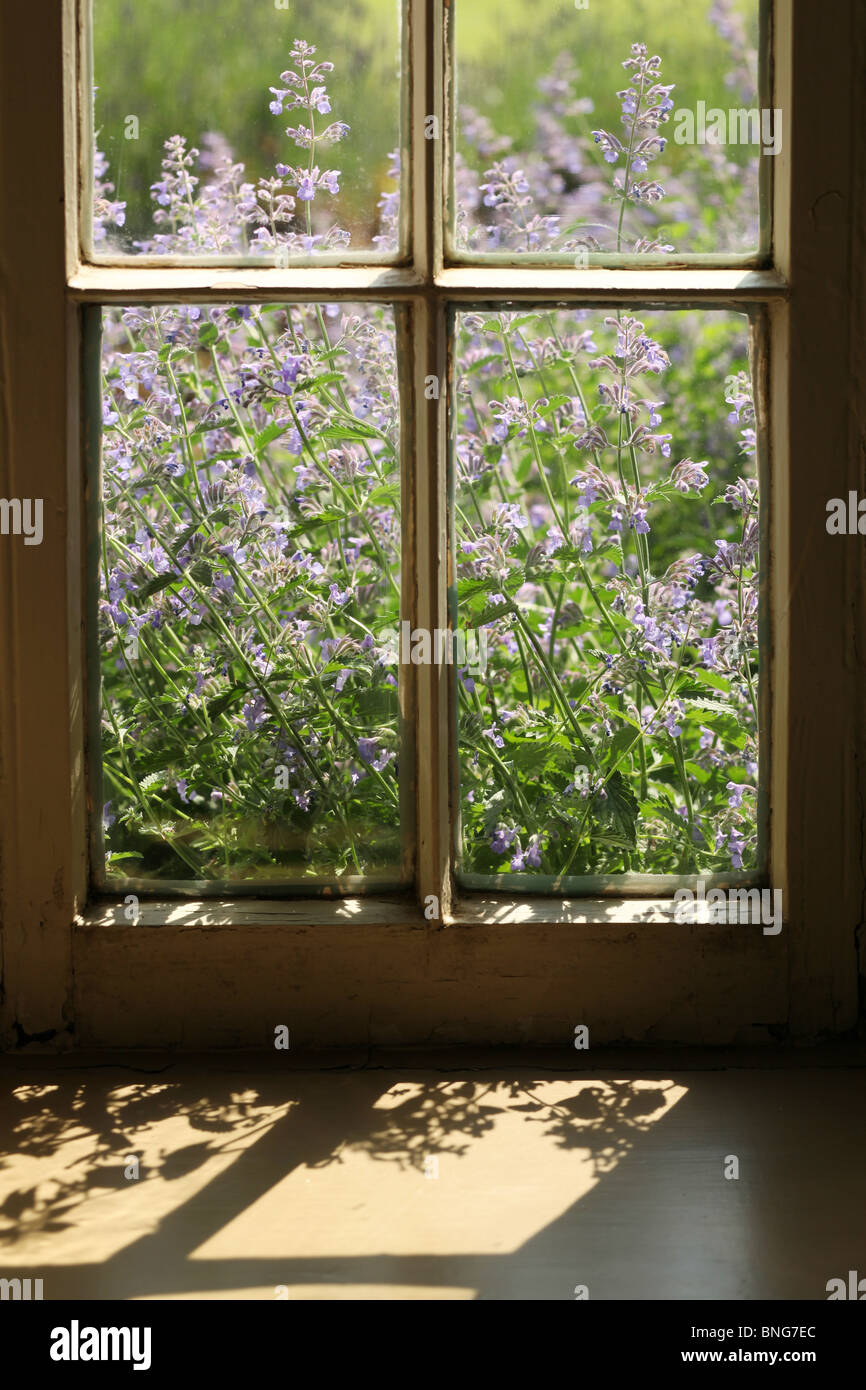 English Lavender (Lavandula angustifolia) flowers through a Georgian sash window Stock Photo