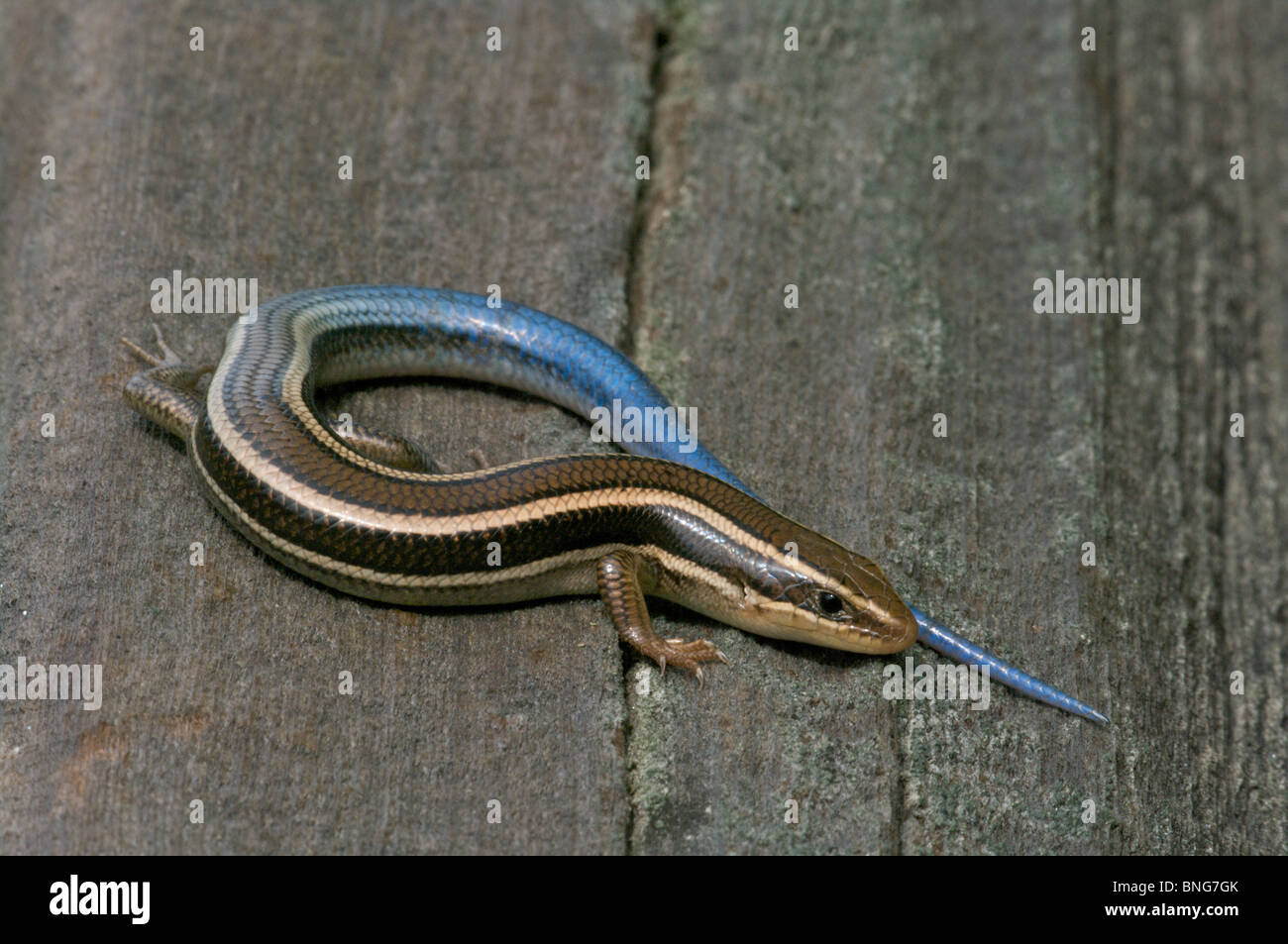 A blue-tailed Skilton's Skink (Plestiodon skiltonianus skiltonianus) resting on wood in Sonoma County, California. Stock Photo