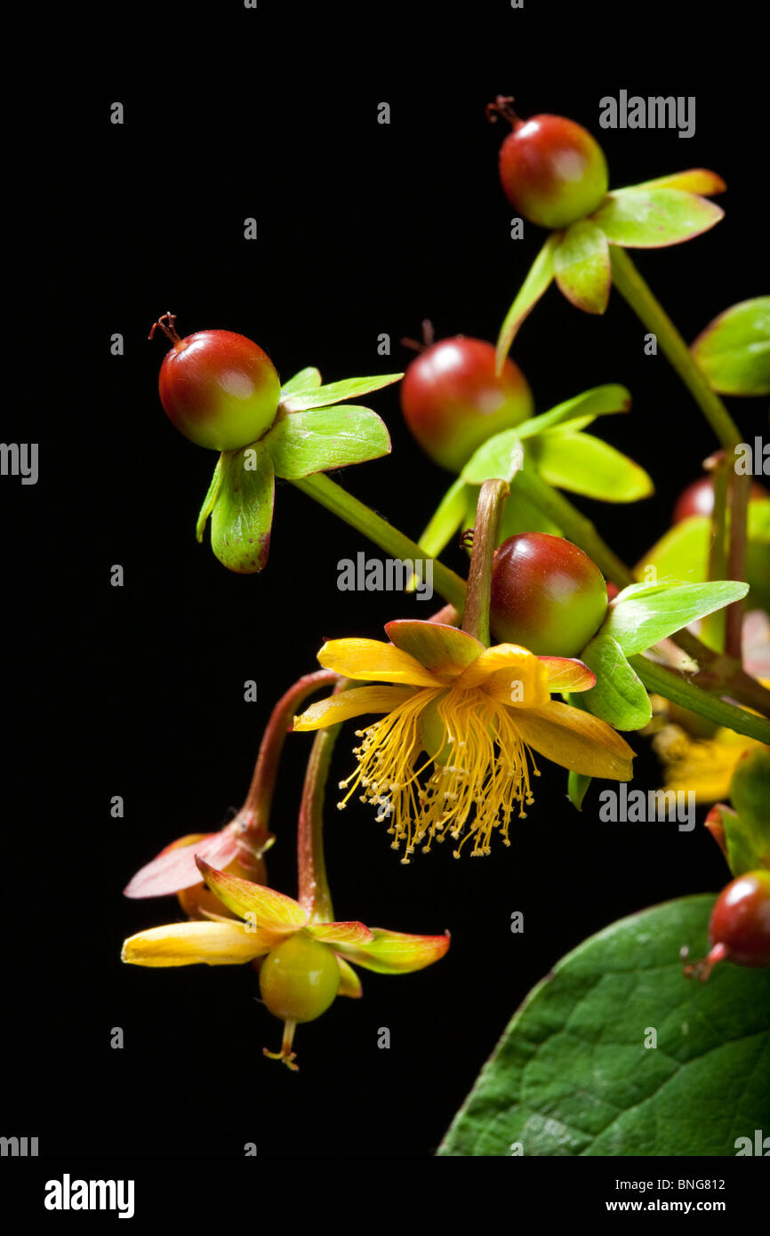 Tutsan hypericum androsaemum hi-res stock photography and images - Alamy