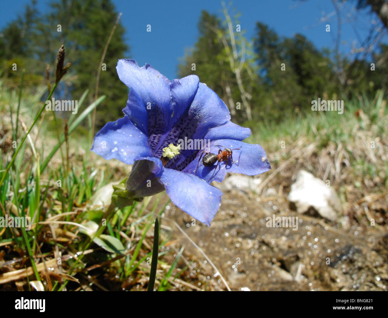 Gentiana clusii, a gentian species in the Alps Stock Photo