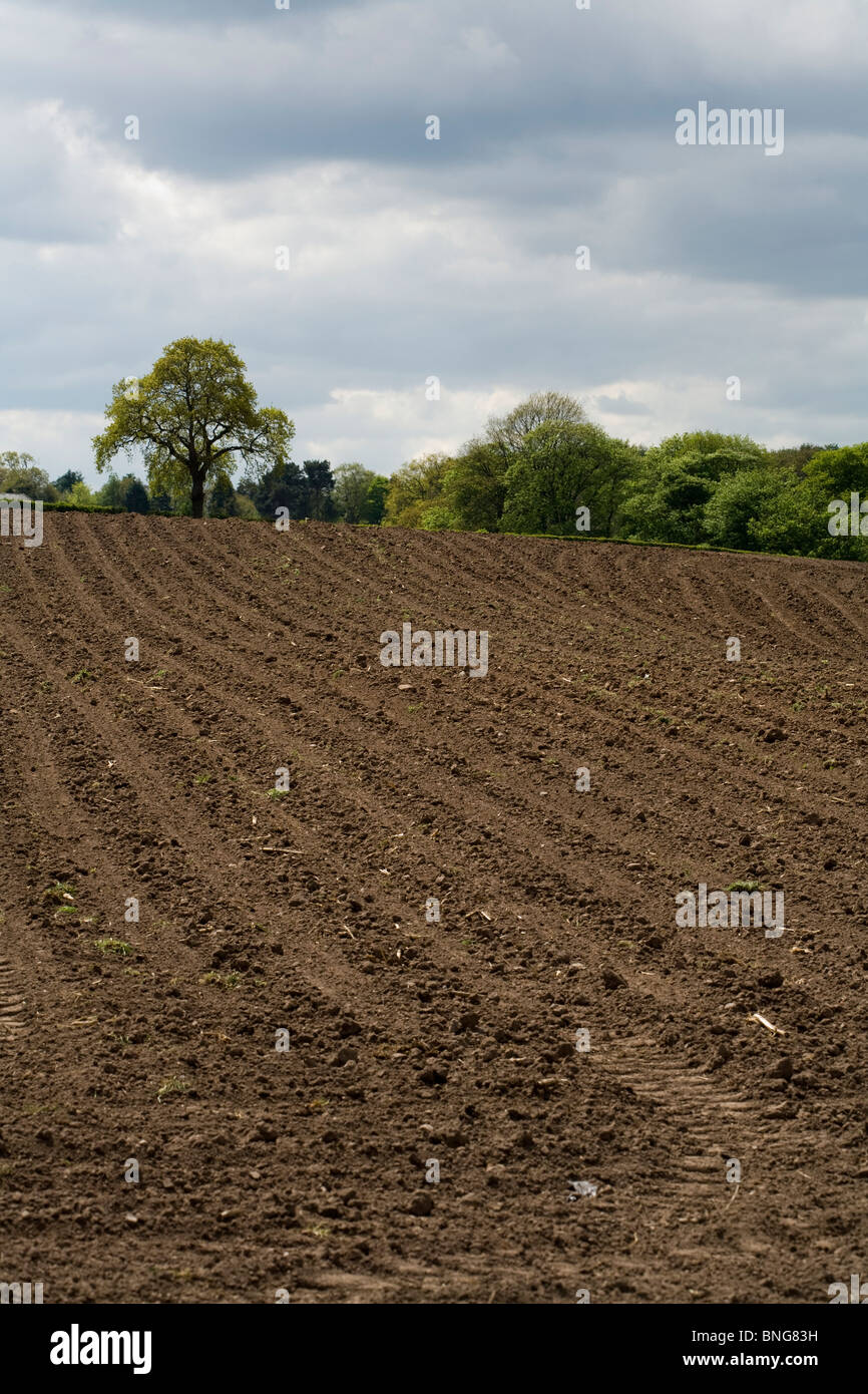 Ash Tree in a hedge on the boundary of a ploughed field Alderley Edge ...