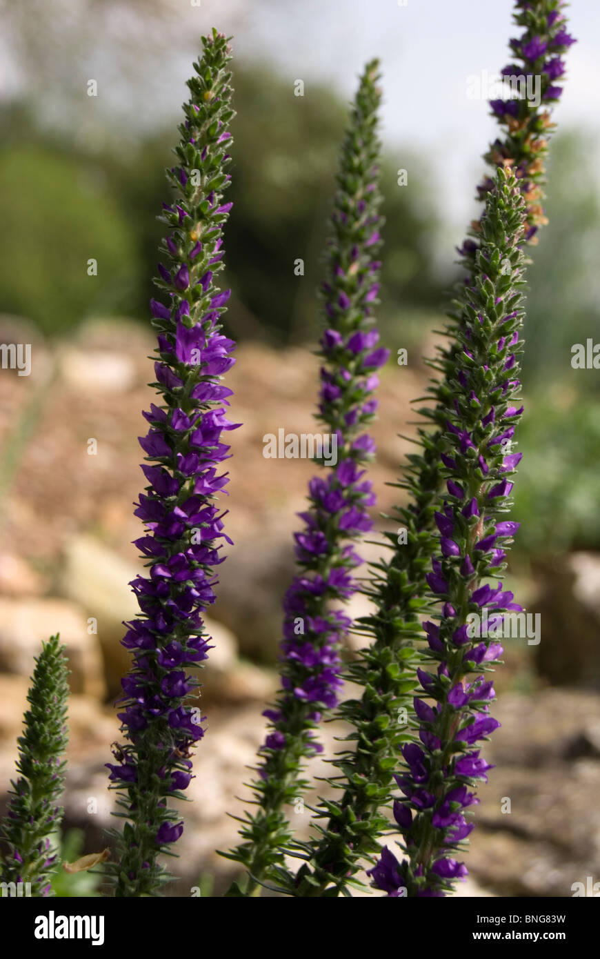 Spiked Speedwell, Veronica spicata Stock Photo