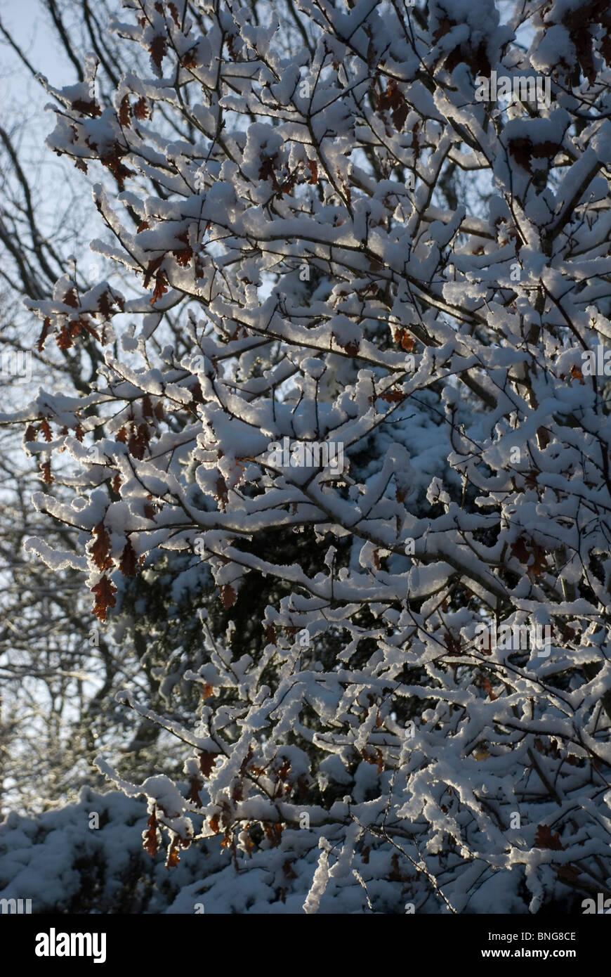 Snow on branches Stock Photo