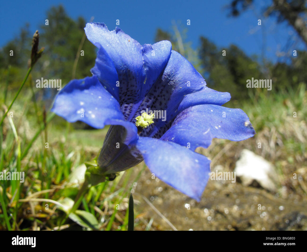 Gentiana clusii, a gentian species in the Alps Stock Photo