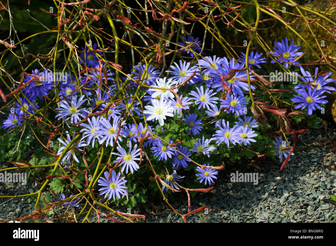 Anemone Blanda 'Blue Shades' and White counterpart Stock Photo