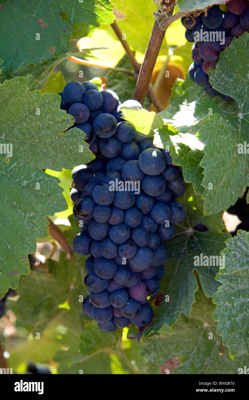 Grapes in france hires stock photography and images Alamy