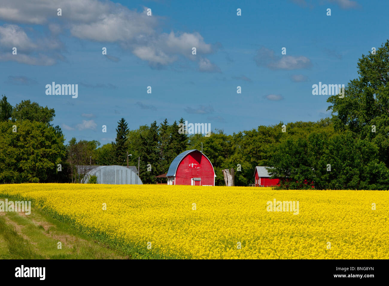 A bright yellow canola field with red farm buildings near Winkler, Manitoba, Canada. Stock Photo
