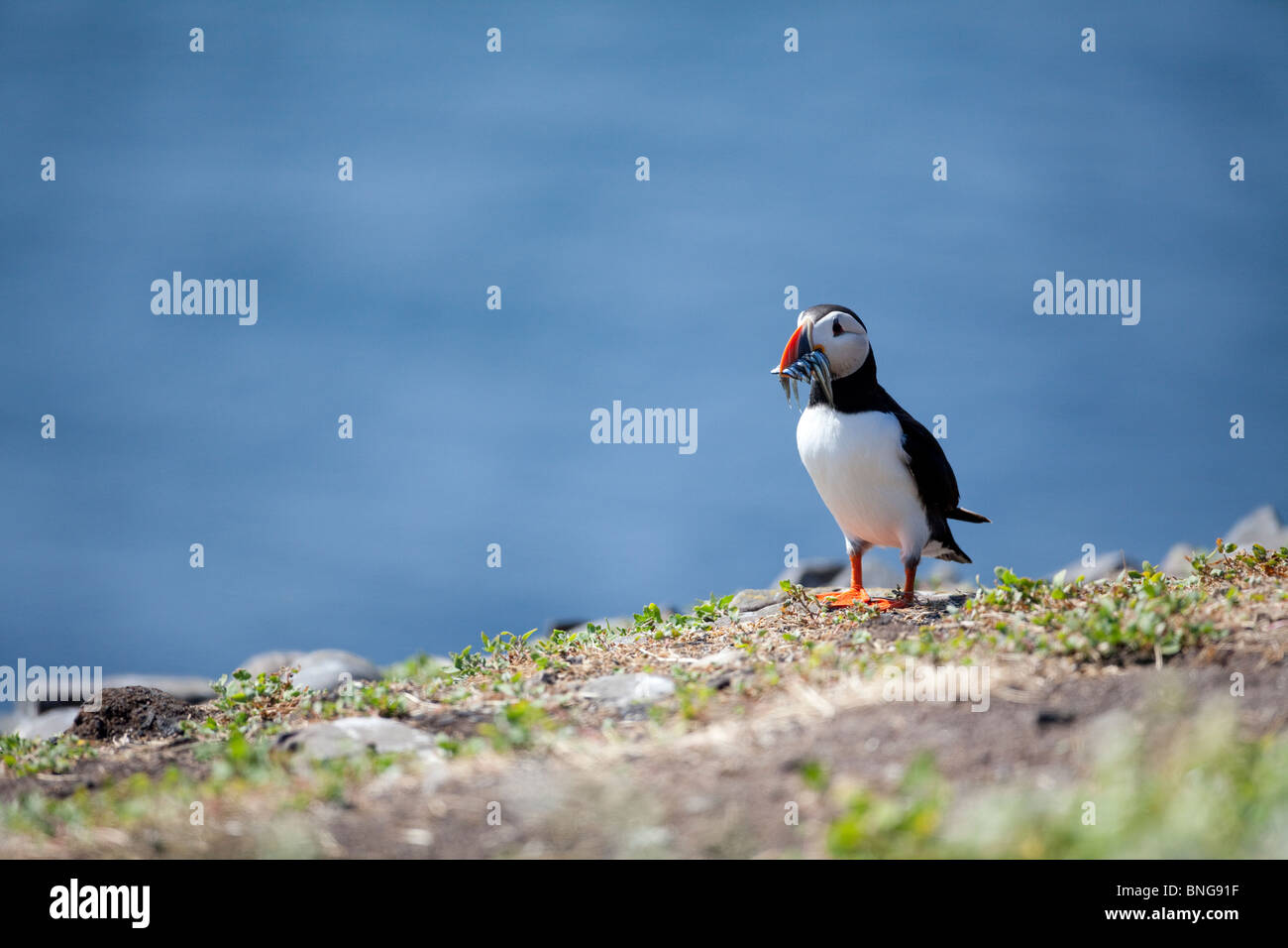 Puffin Fratercula Arctica with a bill full of sand eels on a cliff top on the Farne Islands, Northumberland, England Stock Photo