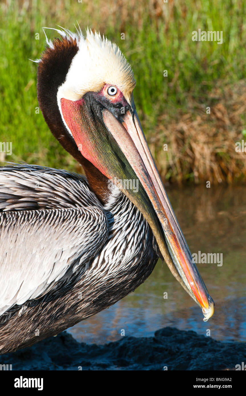 Texas, Port Aransas. Brown Pelican at Leonabelle Turnbull Birding Center. Stock Photo