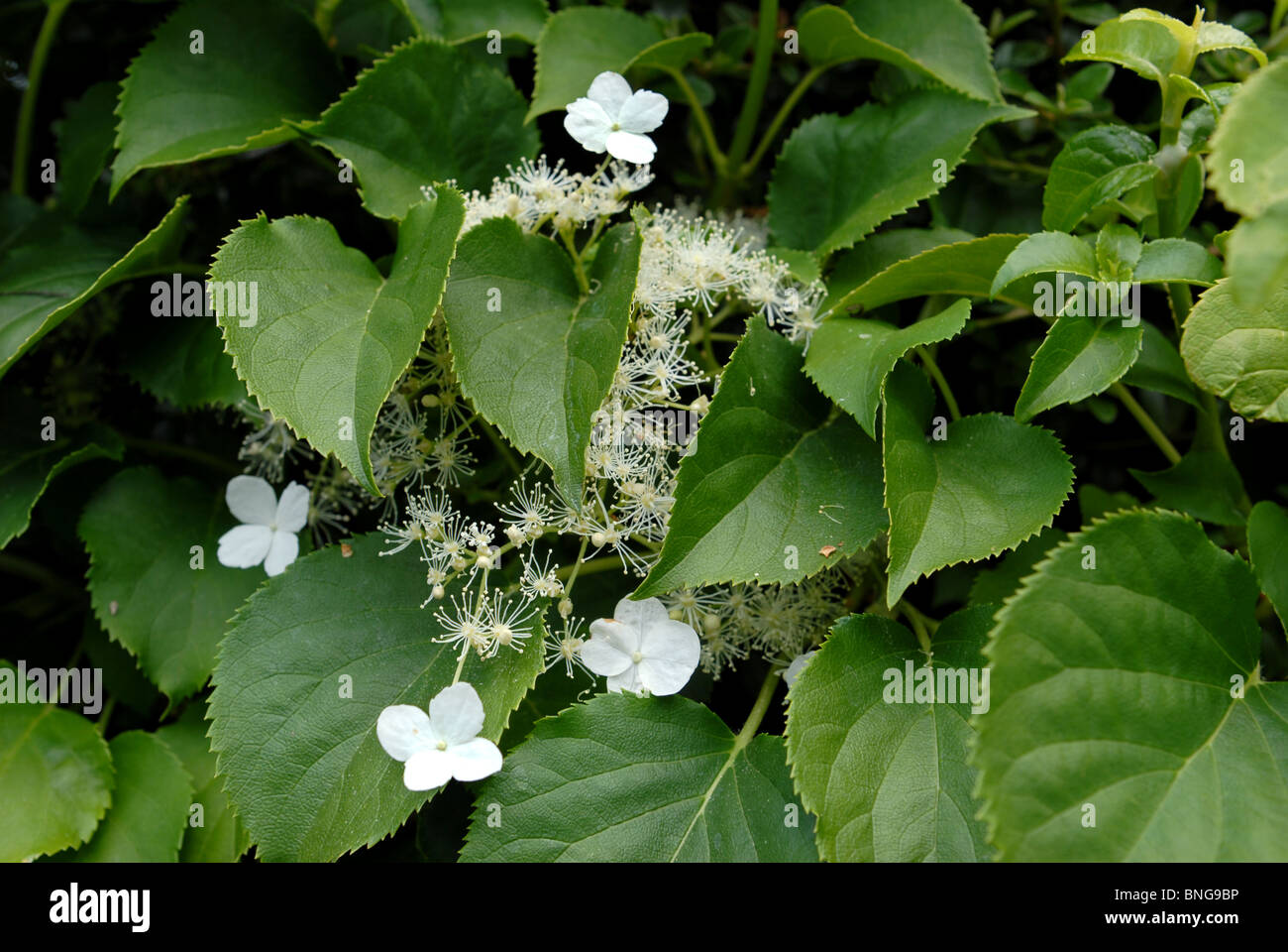 The Tropical Years June 2013 The British Gardener