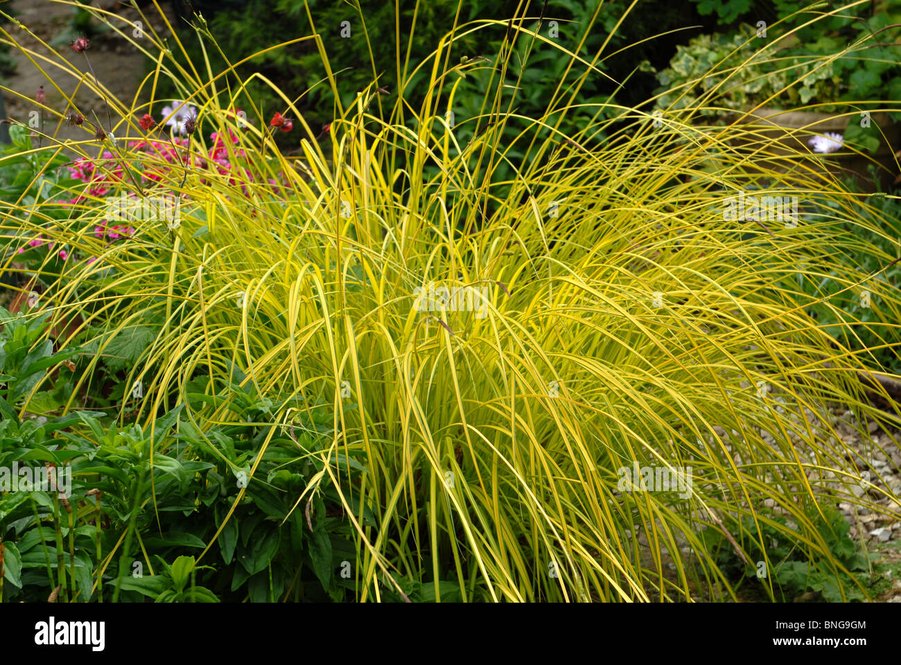 Variegated ornamental grass Stock Photo