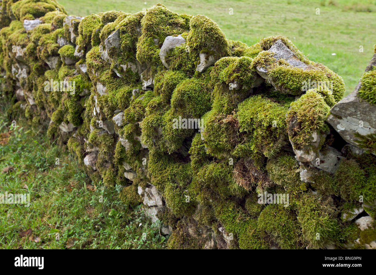 dry stone wall with heavy moss Stock Photo