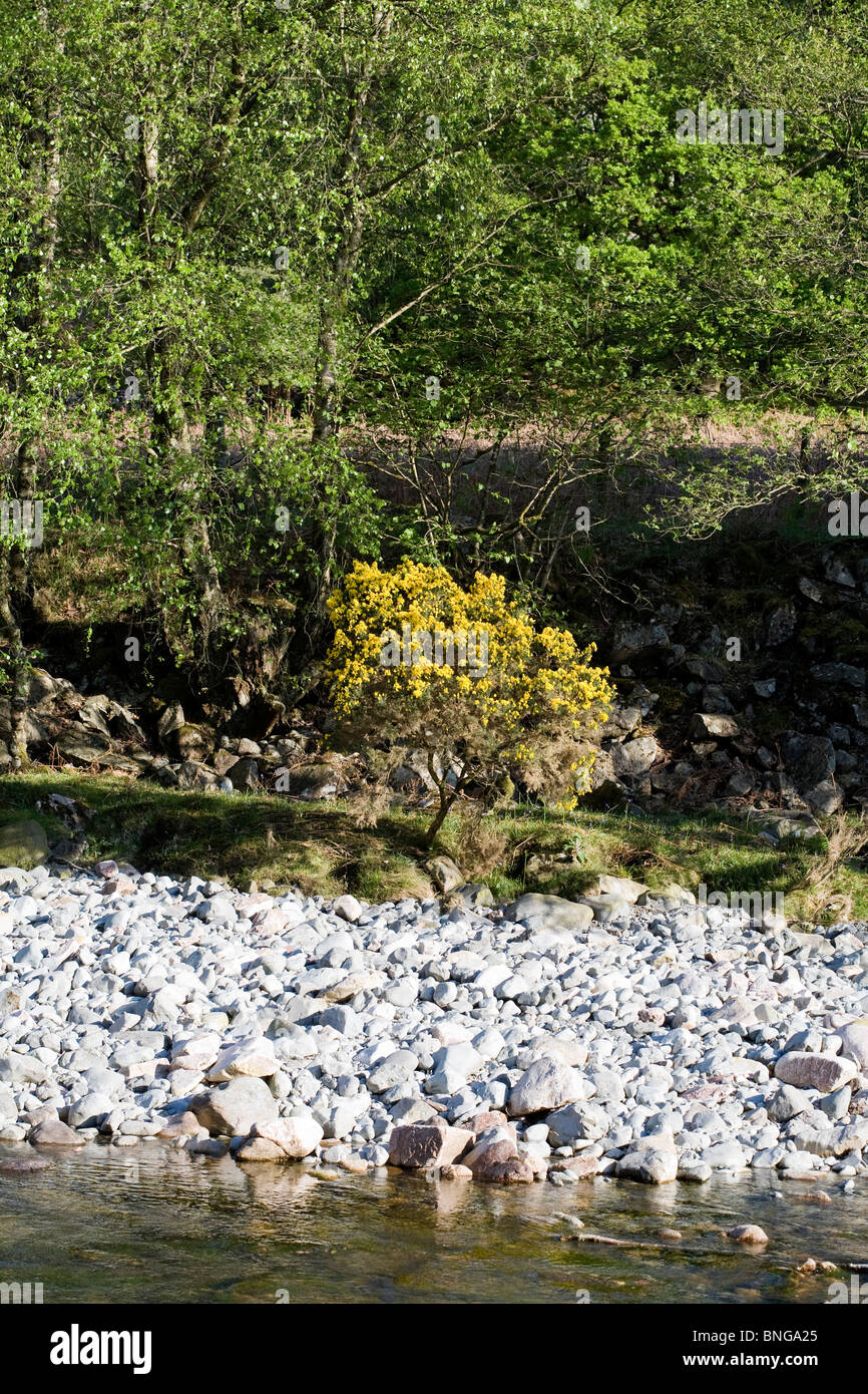 Gorse Bush in flower by The River Esk near Boot Eskdale Lake District  Cumbria England Stock Photo