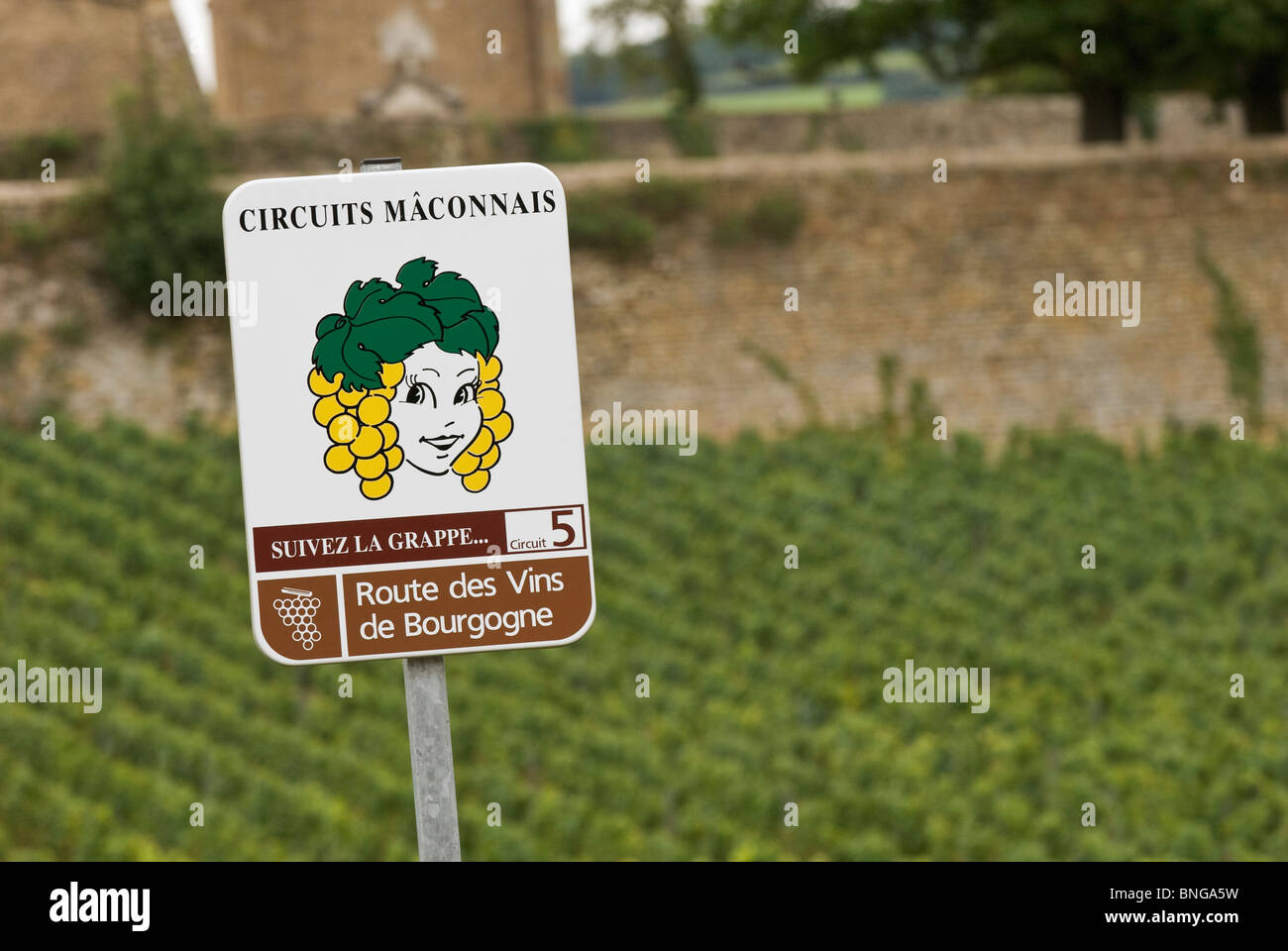 Wine road sign in the the Mâconnais vineyard of Burgundy, France Stock Photo