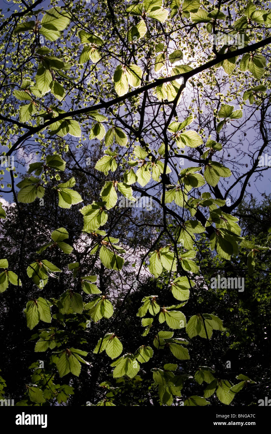 Beech leaves, fagus sylvatica Stock Photo