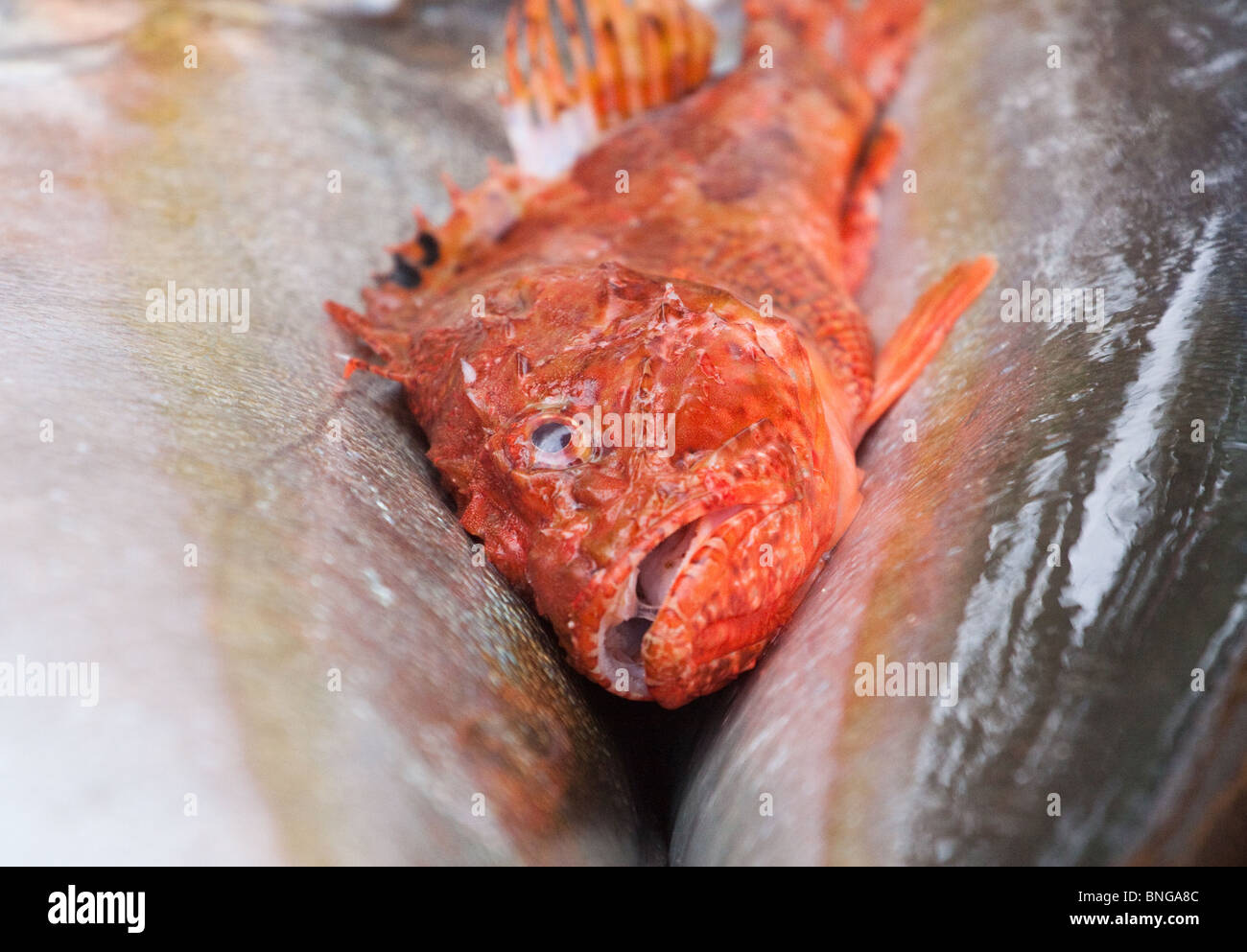 Freshly caught red fish lying on two larger fish Stock Photo