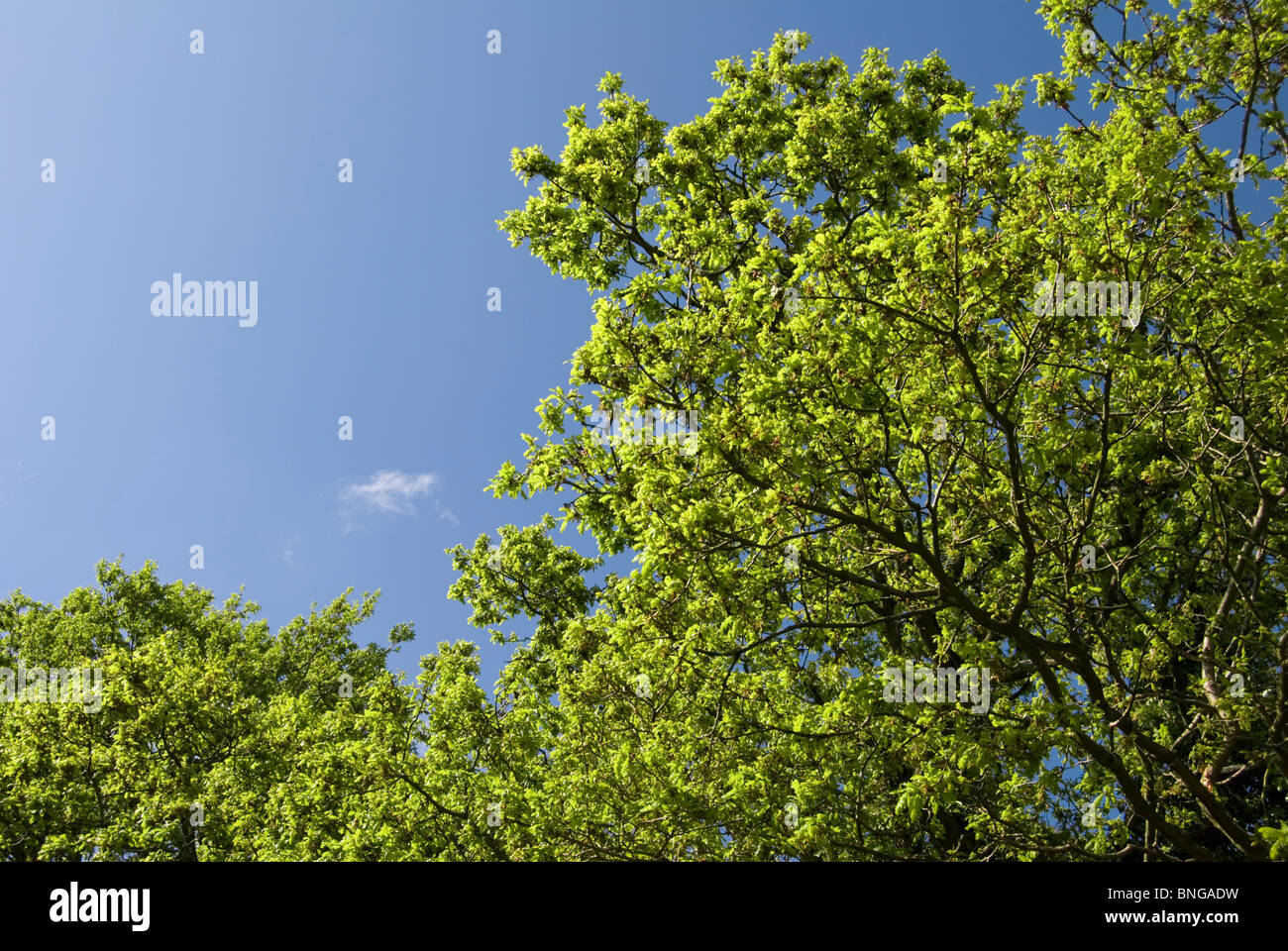 Canopy trees hi-res stock photography and images - Alamy