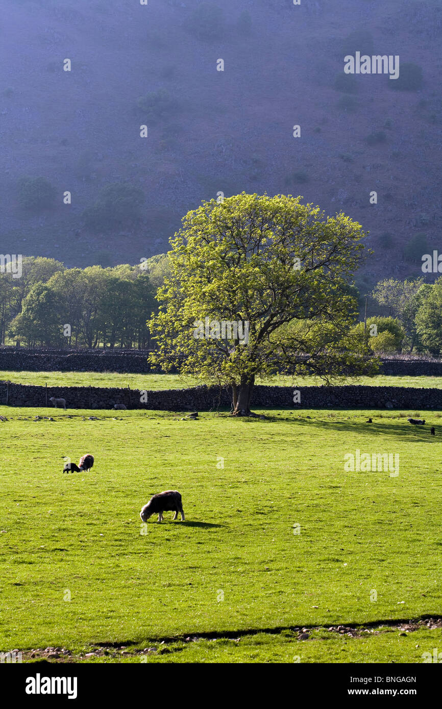 Oak Tree and Herdwick Sheep in a field at Boot Eskdale Lake District  Cumbria England Stock Photo