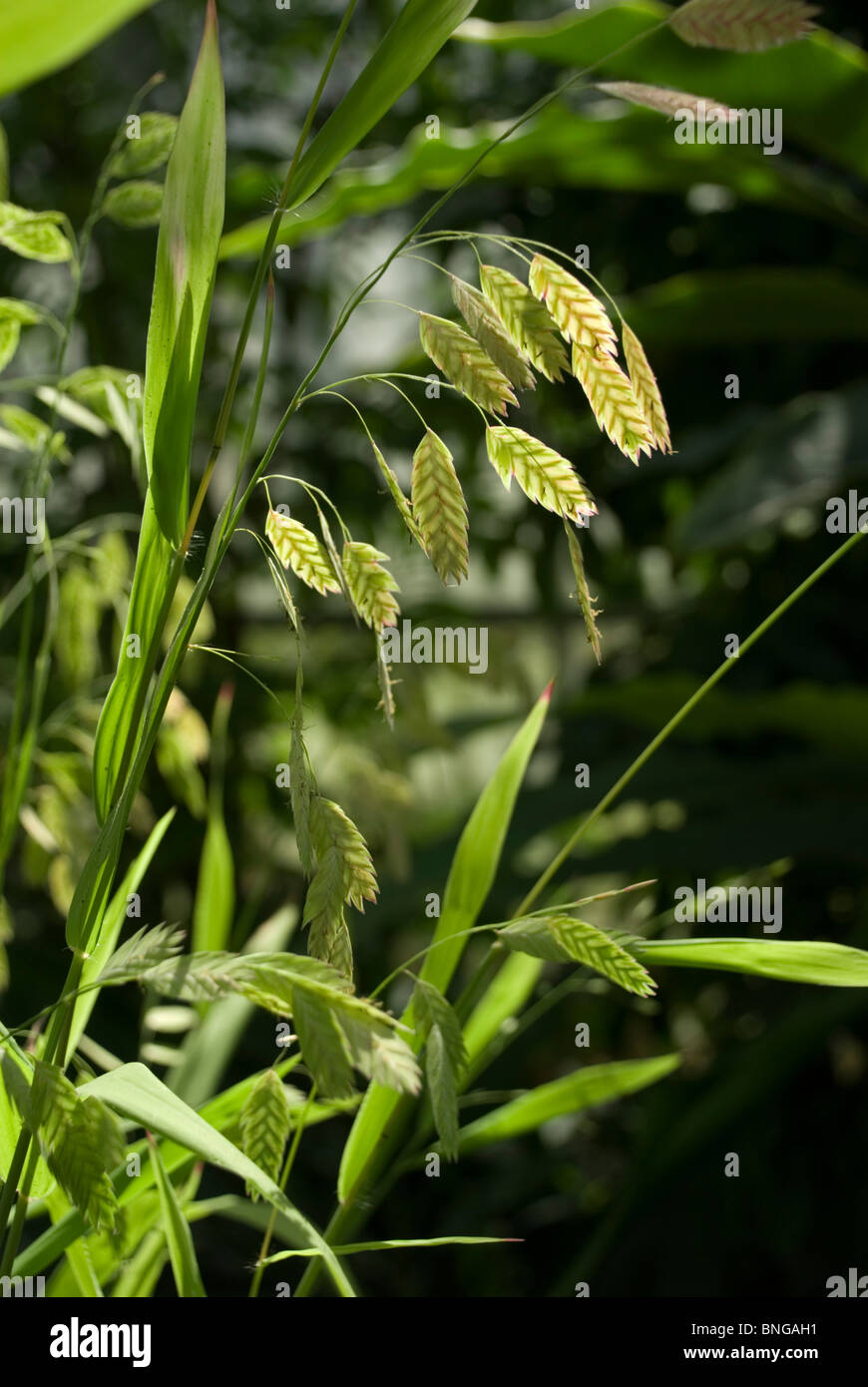 chasmanthium latifolium Stock Photo