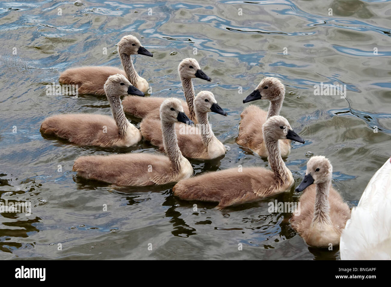 cygnets on the water Stock Photo