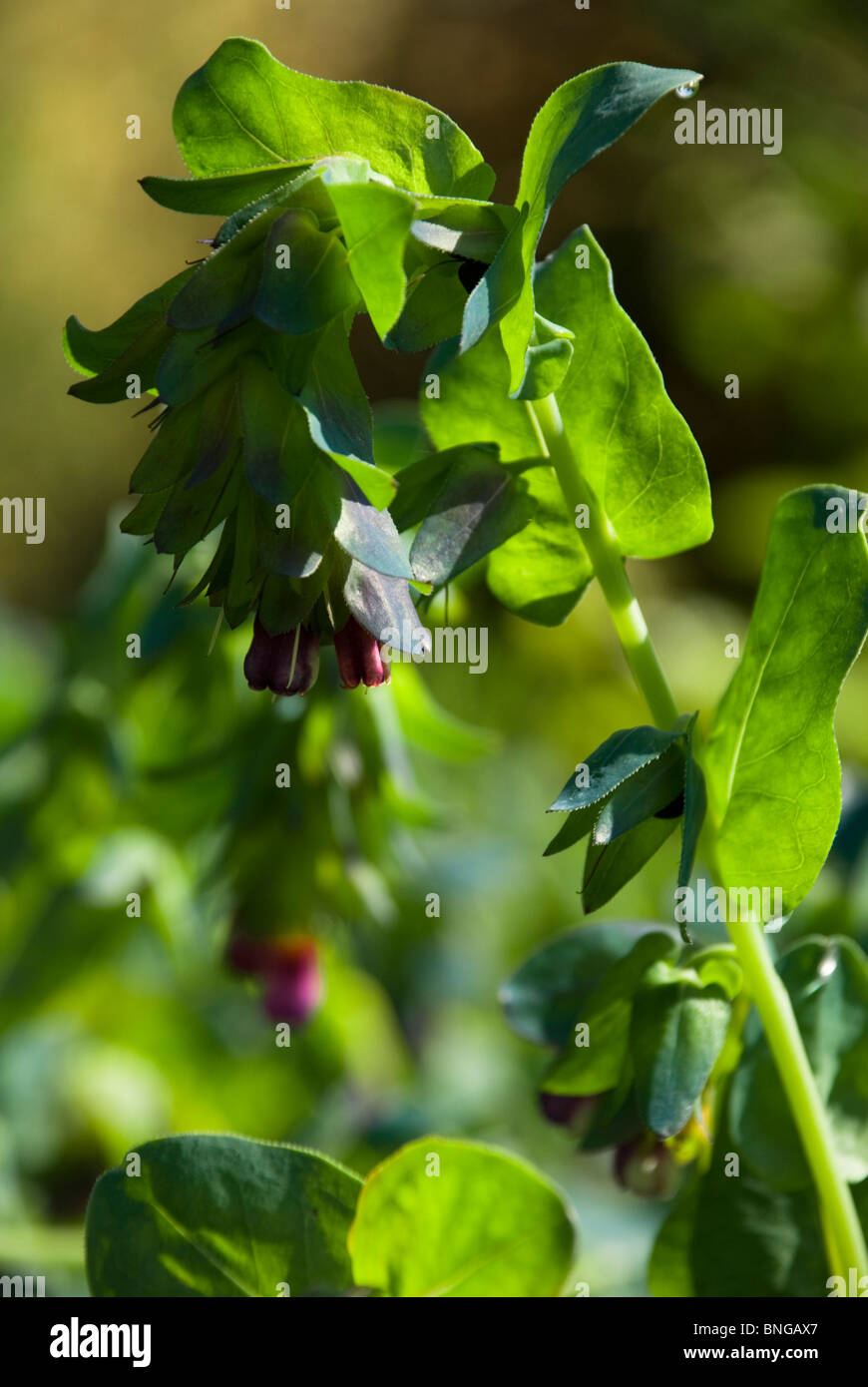 Cerinthe major 'purpurascens', Honeywort Stock Photo