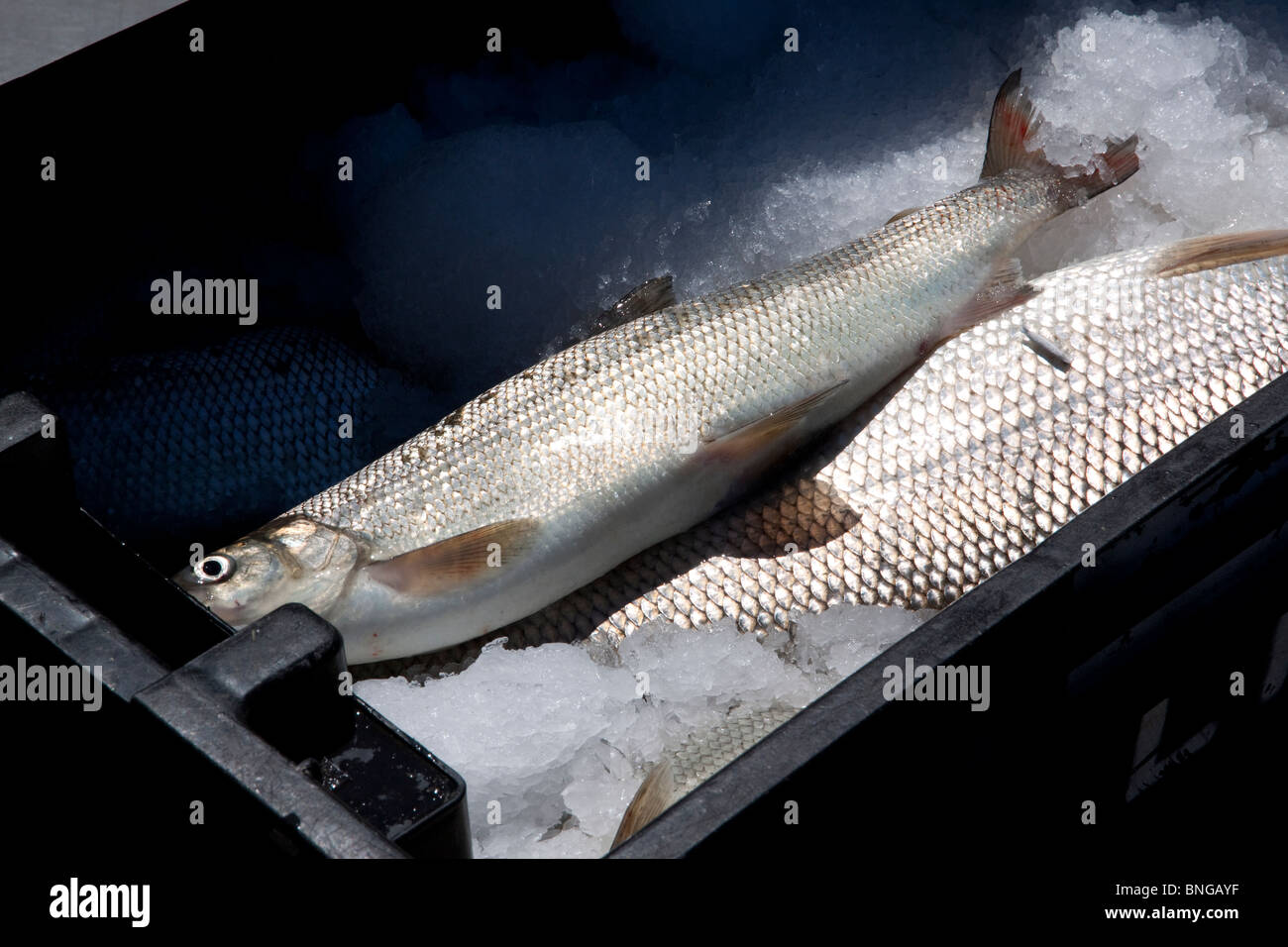 Freshly-caught Lake Whitefish Coregonus clupeaformis from Lake Michigan Leland Michigan USA Stock Photo