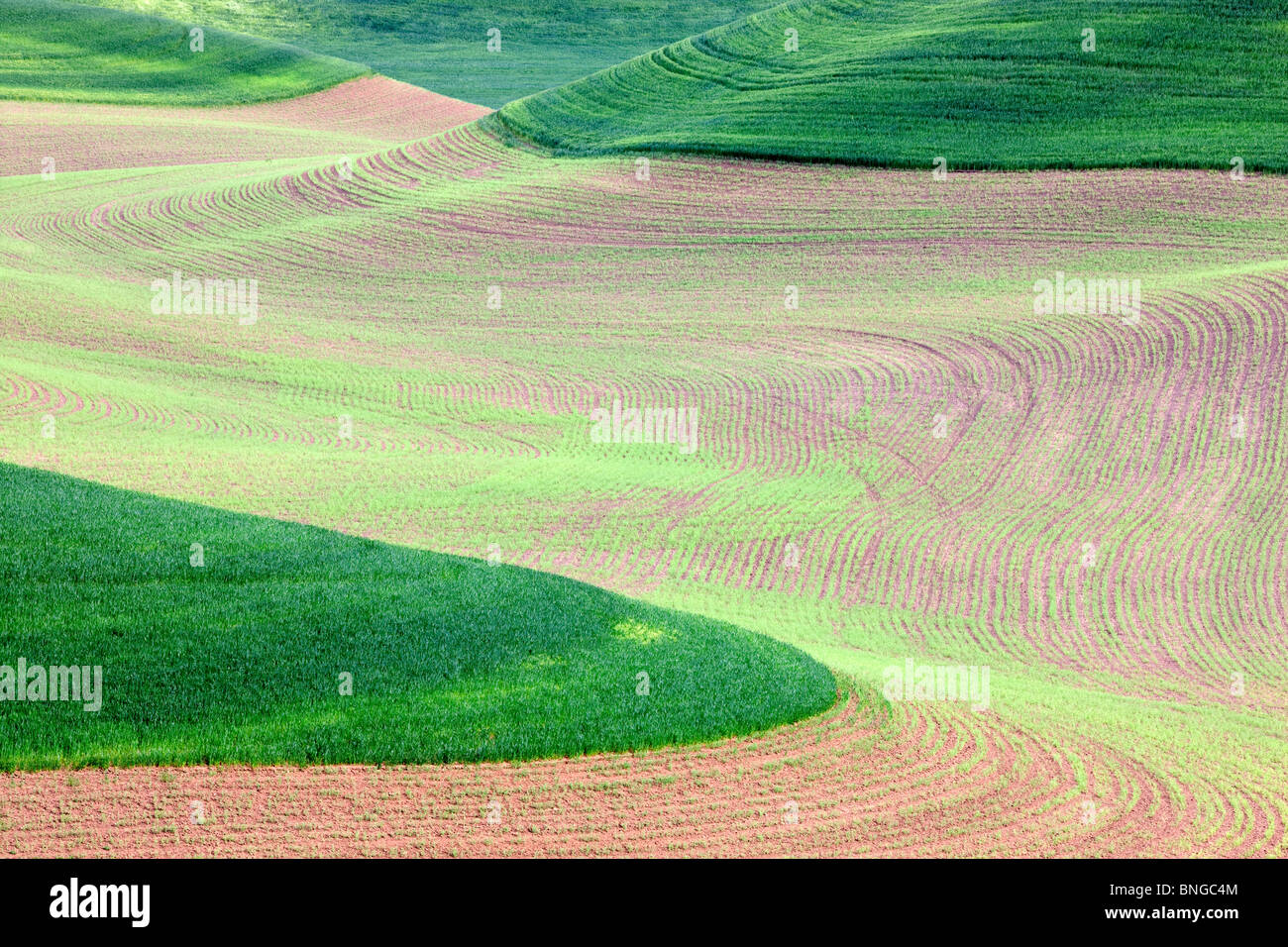 New spring wheat growth. The Palouse, near Colfax, Washington. Stock Photo