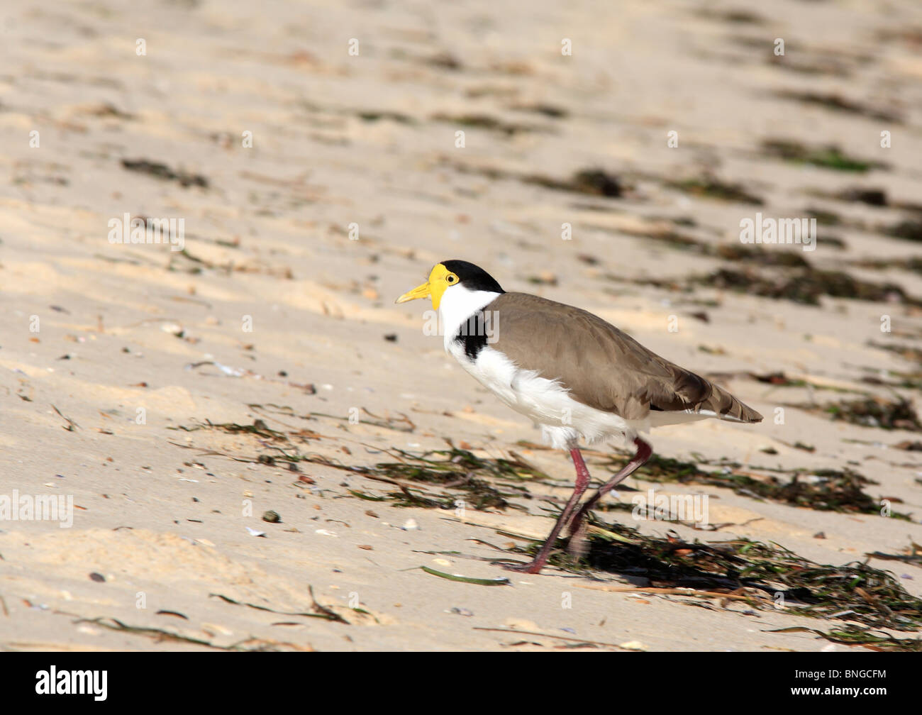 Spur-winged Plover, or Masked Lapwing, Vanellus miles novaehollandiae, walking on the beach Stock Photo