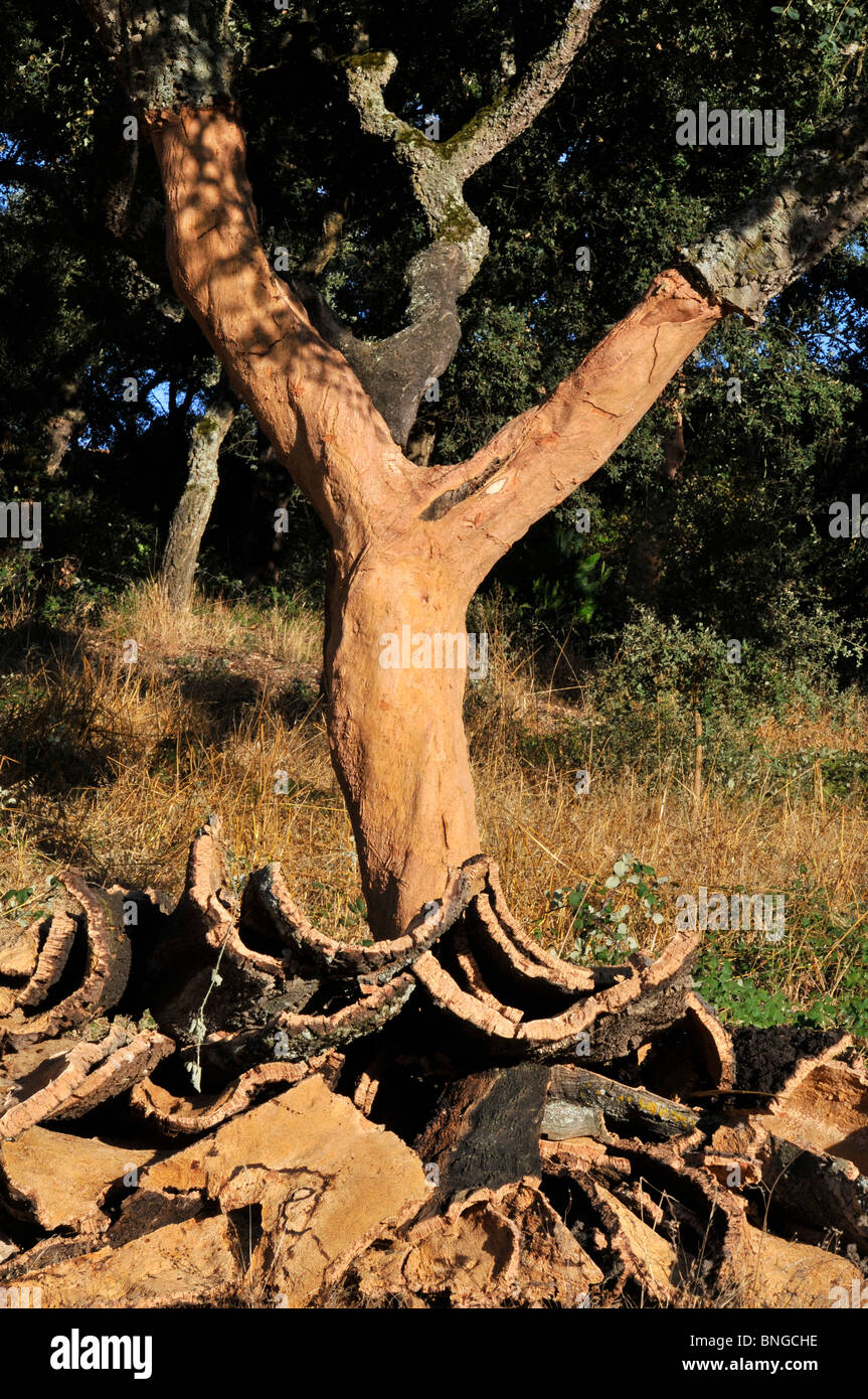 Cork tree and their freshly caught cork. Portugal. Stock Photo