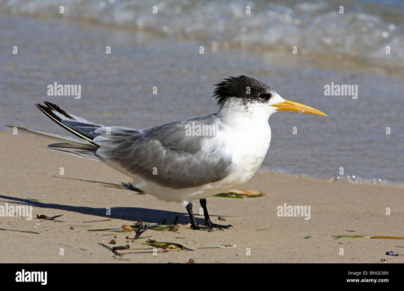 Greater Crested Tern, Thalasseus bergii, (previously Sterna bergii), on the beach, Stock Photo
