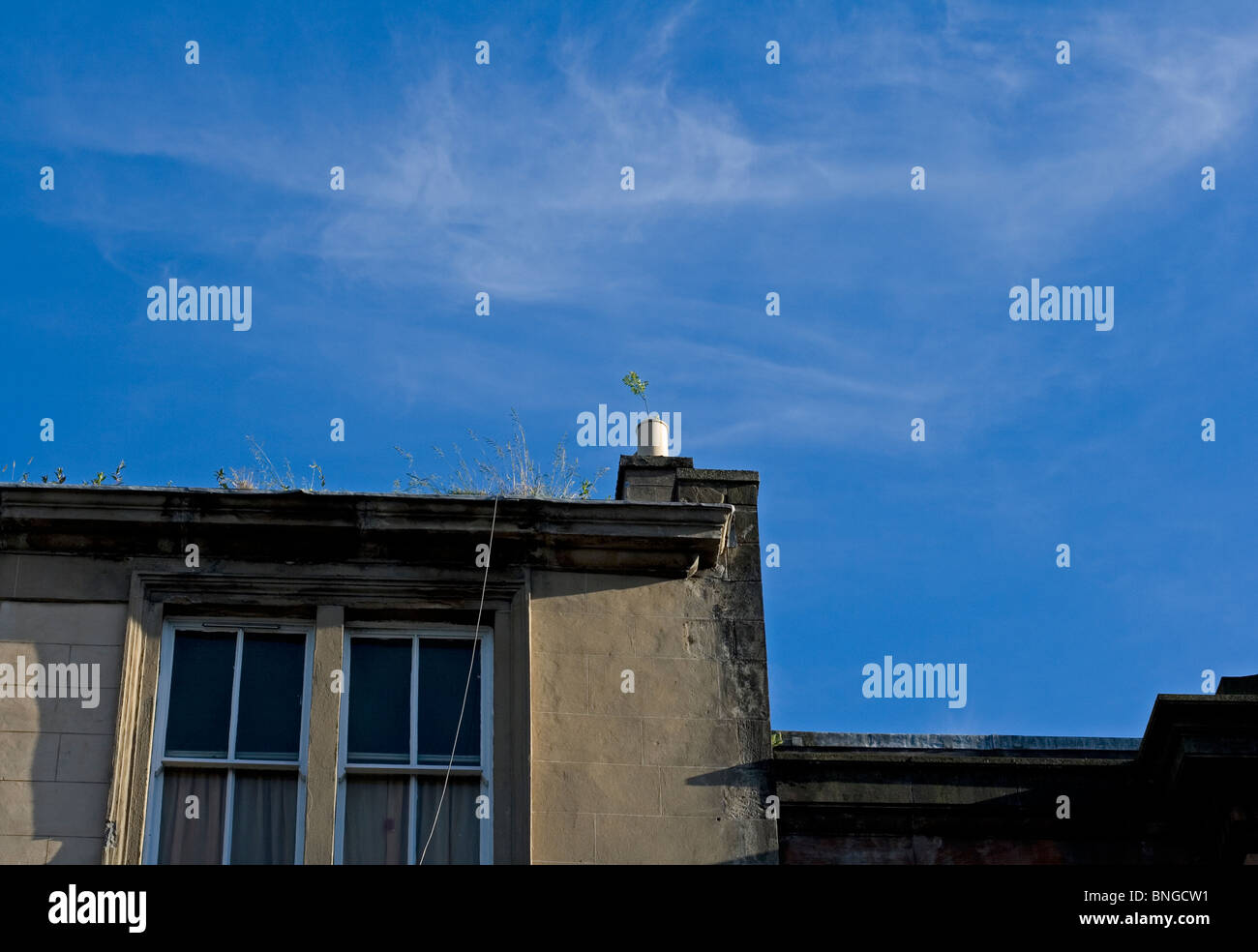 Small tree growing from the chimney of a Glasgow tenement, Scotland Stock Photo