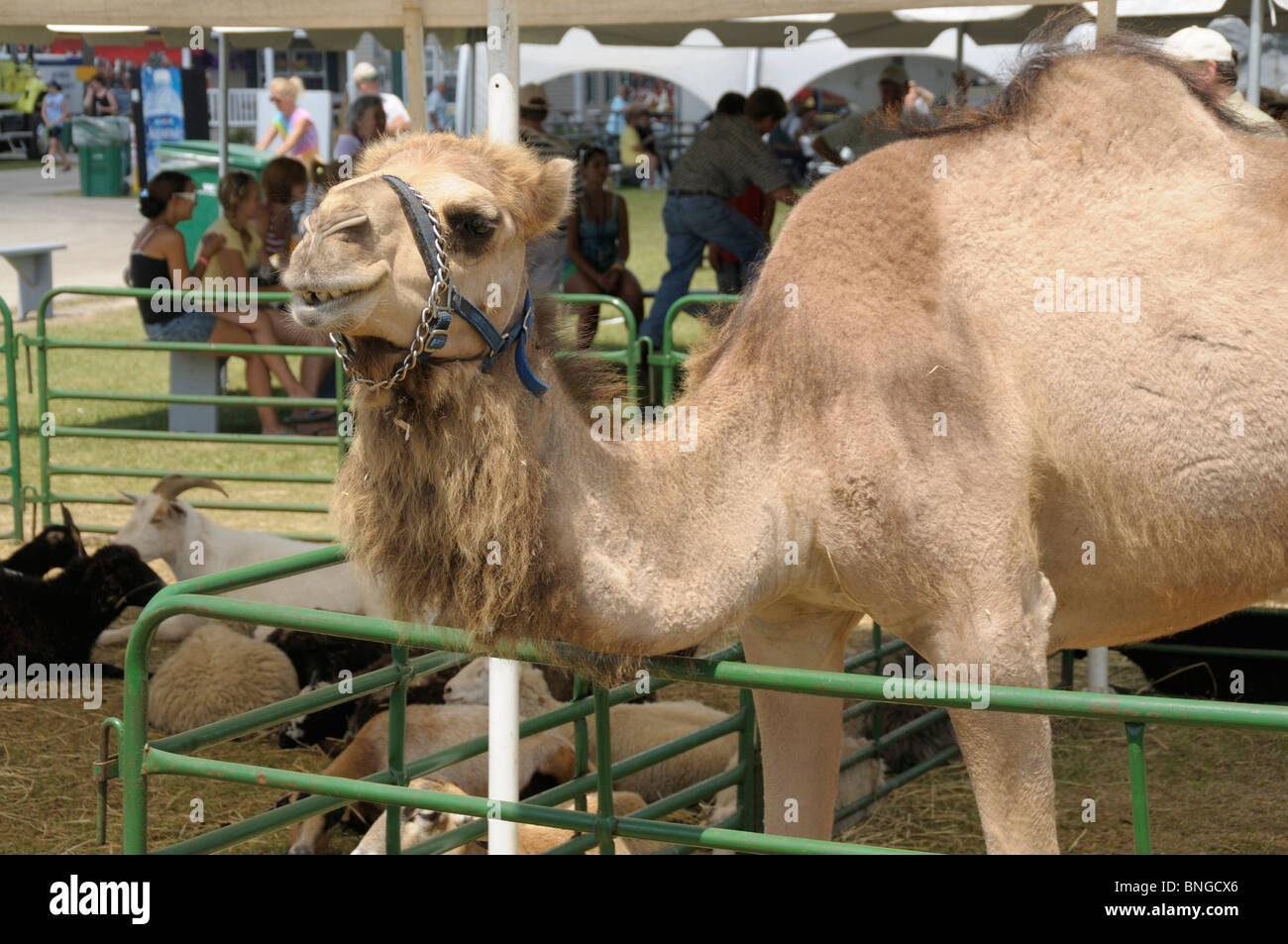 camel at the Monroe County Fair in Monroe , Michigan Stock Photo