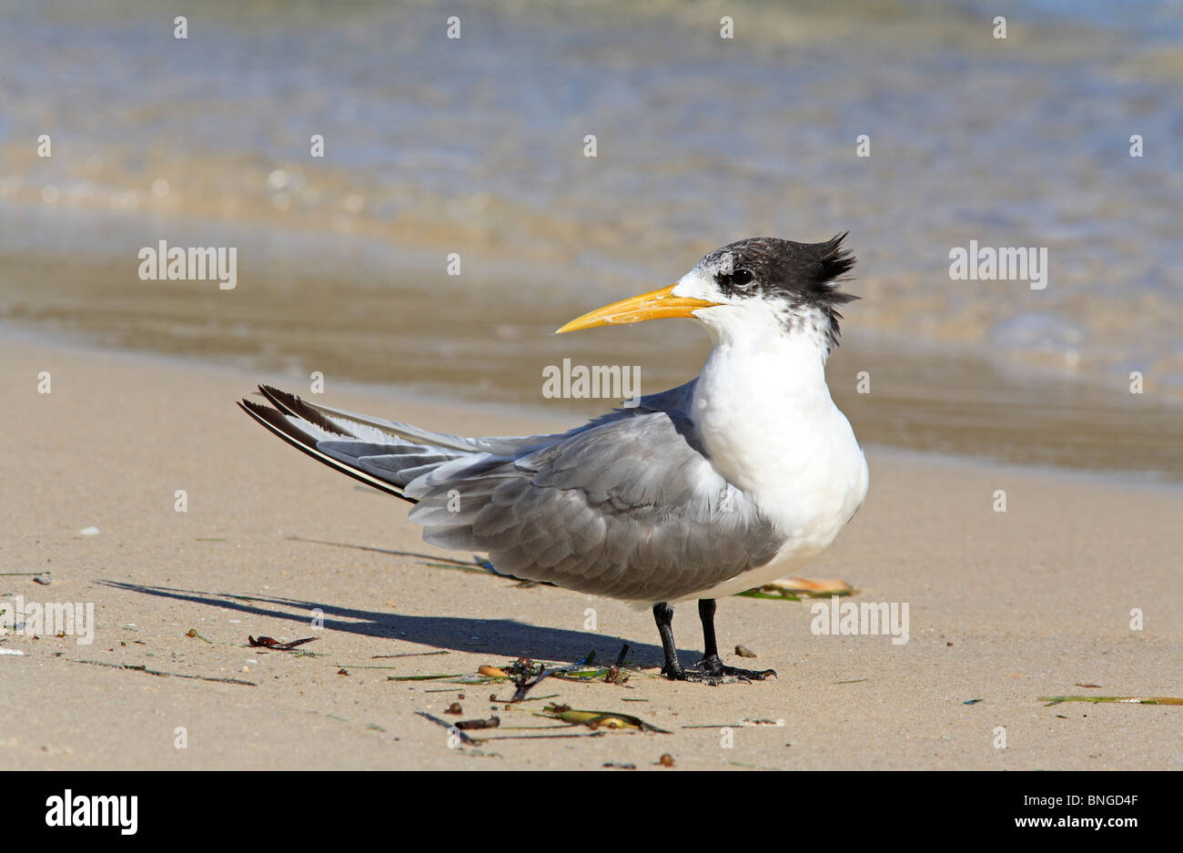 a Greater Crested Tern, Thalasseus bergii, (previously Sterna bergii), on the beach,  Australia Stock Photo