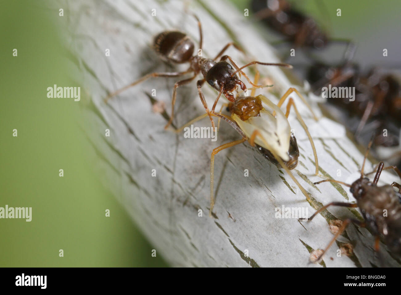 Lachnus roboris, an aphid, shedding its skin and becoming an alate (with wings). A Lasius niger ant is nearby Stock Photo