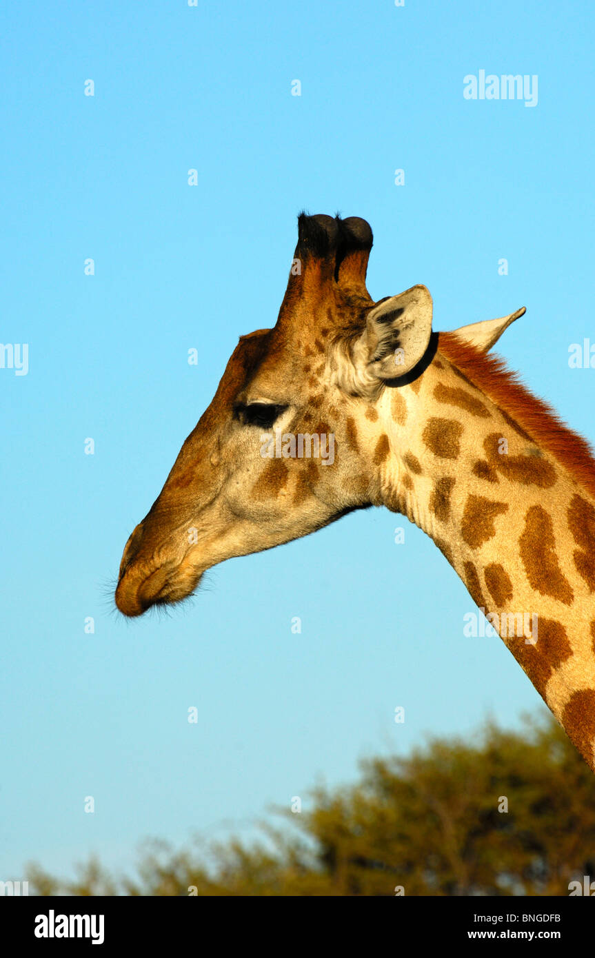 Giraffe , Giraffe camelopardalis, Madikwe Game Reserve, South Africa Stock Photo