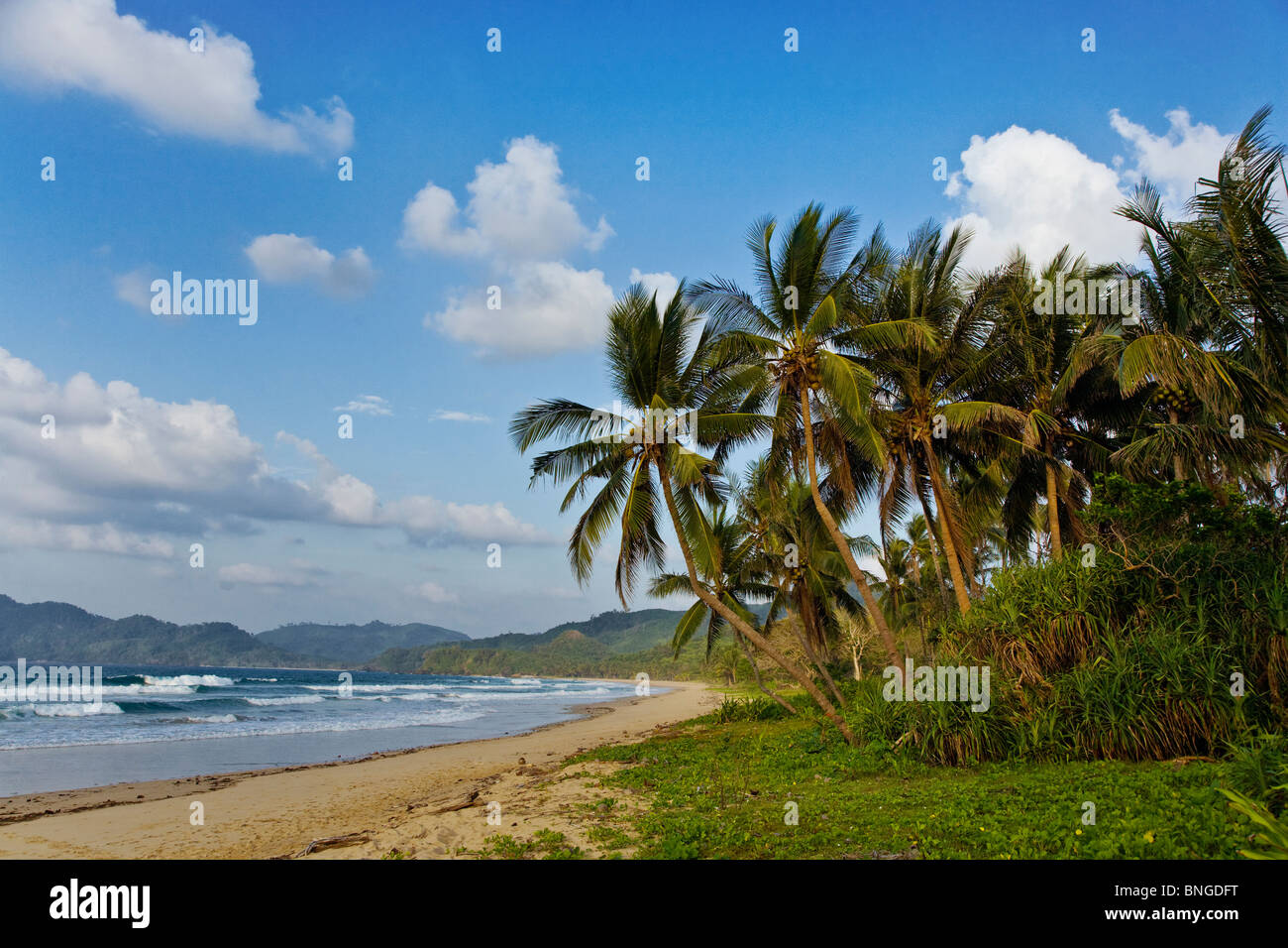 COCONUT PALM TREES line a remote tropical beach in the far north of PALAWAN ISLAND PHILIPPINES