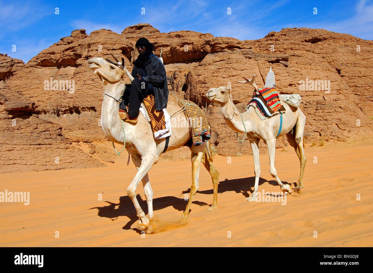 Tuareg nomad riding a white Mehari dromedary and leading another dromedary witha traditional Tuareg saddle, Sahara desert, Libya Stock Photo