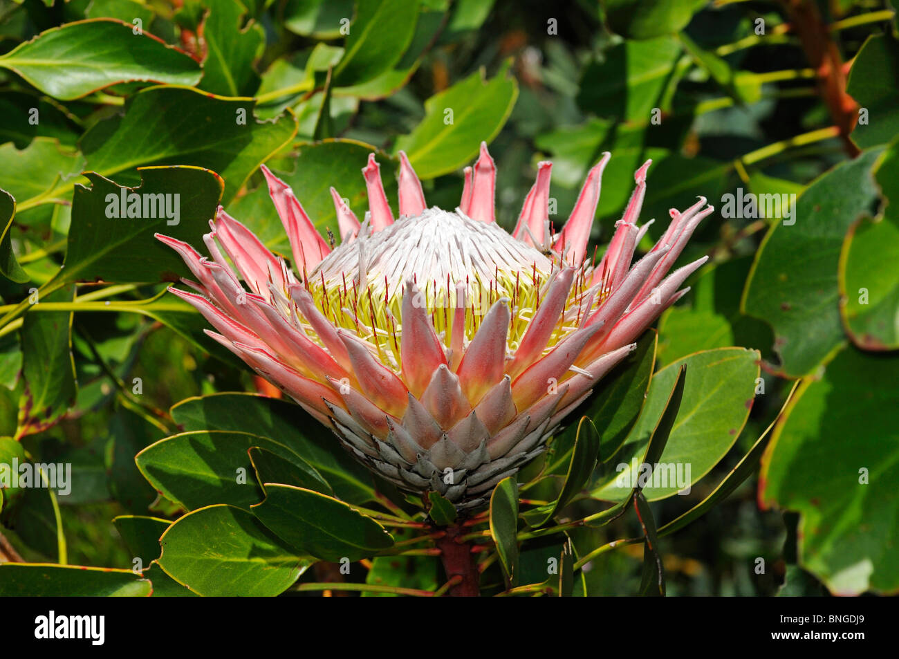 King Protea, Protea cynaroides, National flower of South Africa, Cape Floral Kingdom, South Africa Stock Photo