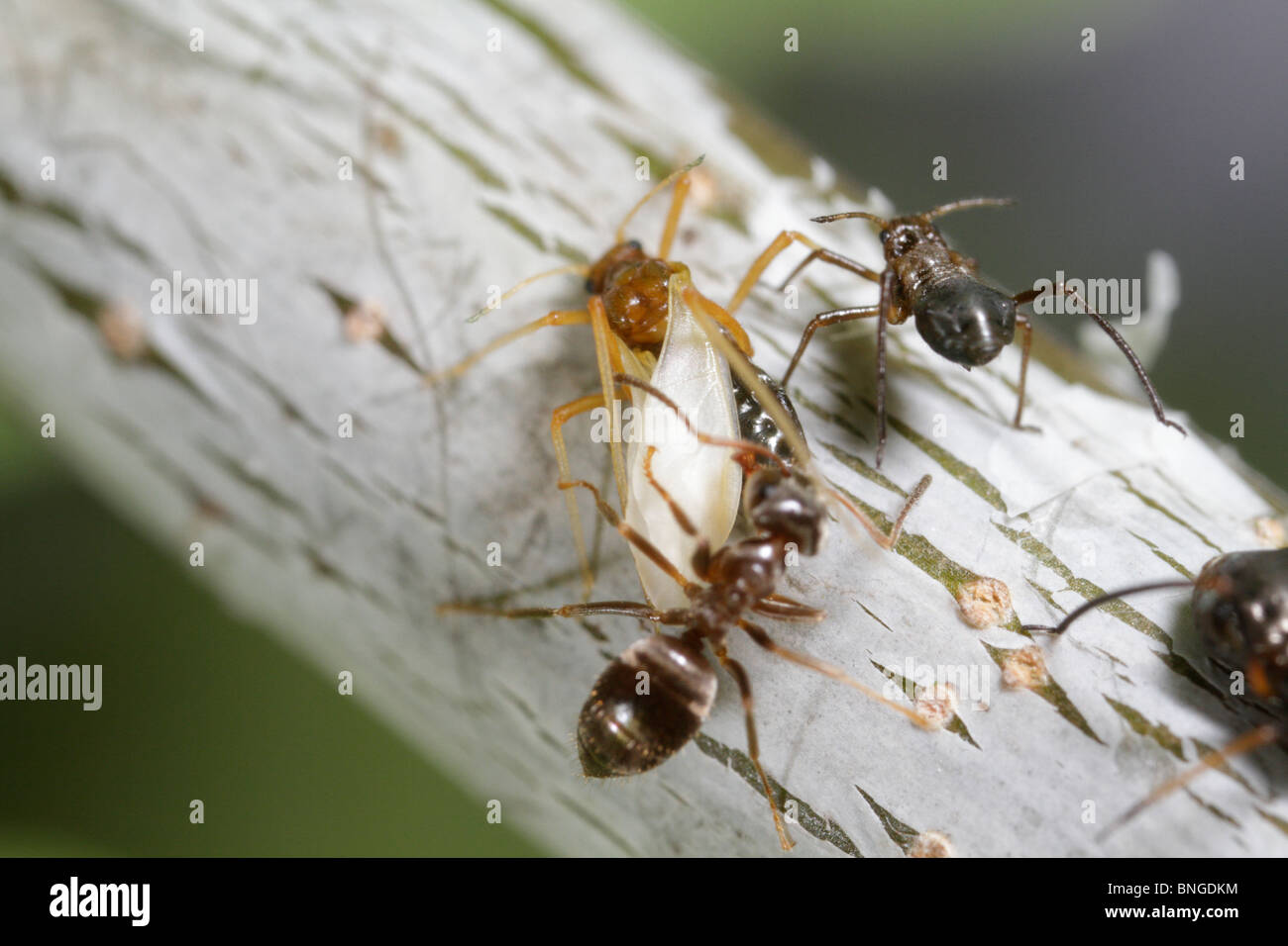 Lachnus roboris, an aphid, shedding its skin and becoming an alate (with wings). A Lasius niger ant is nearby Stock Photo