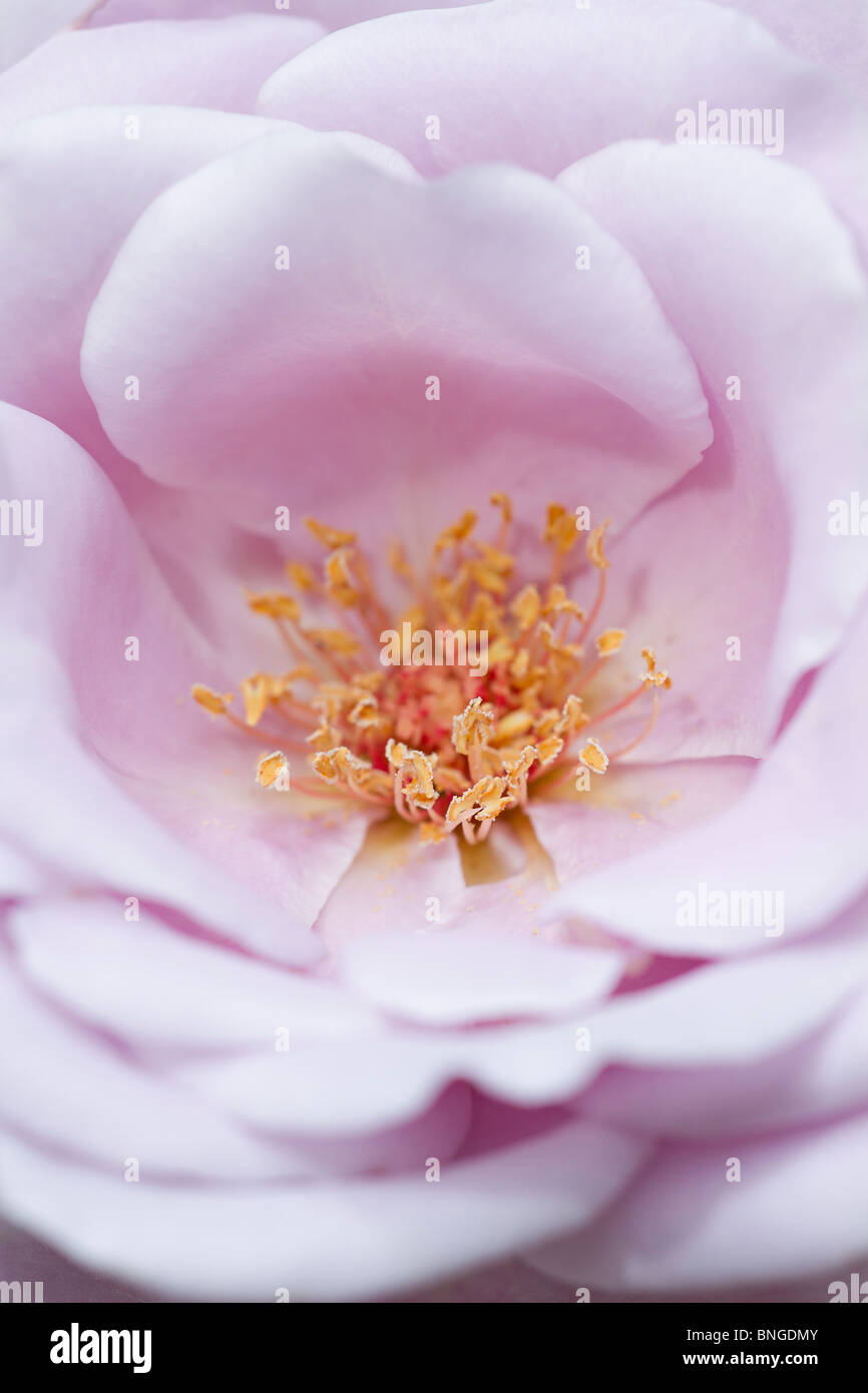 Close up of the Hybrid Tea Rose 'Blue Moon' Stock Photo