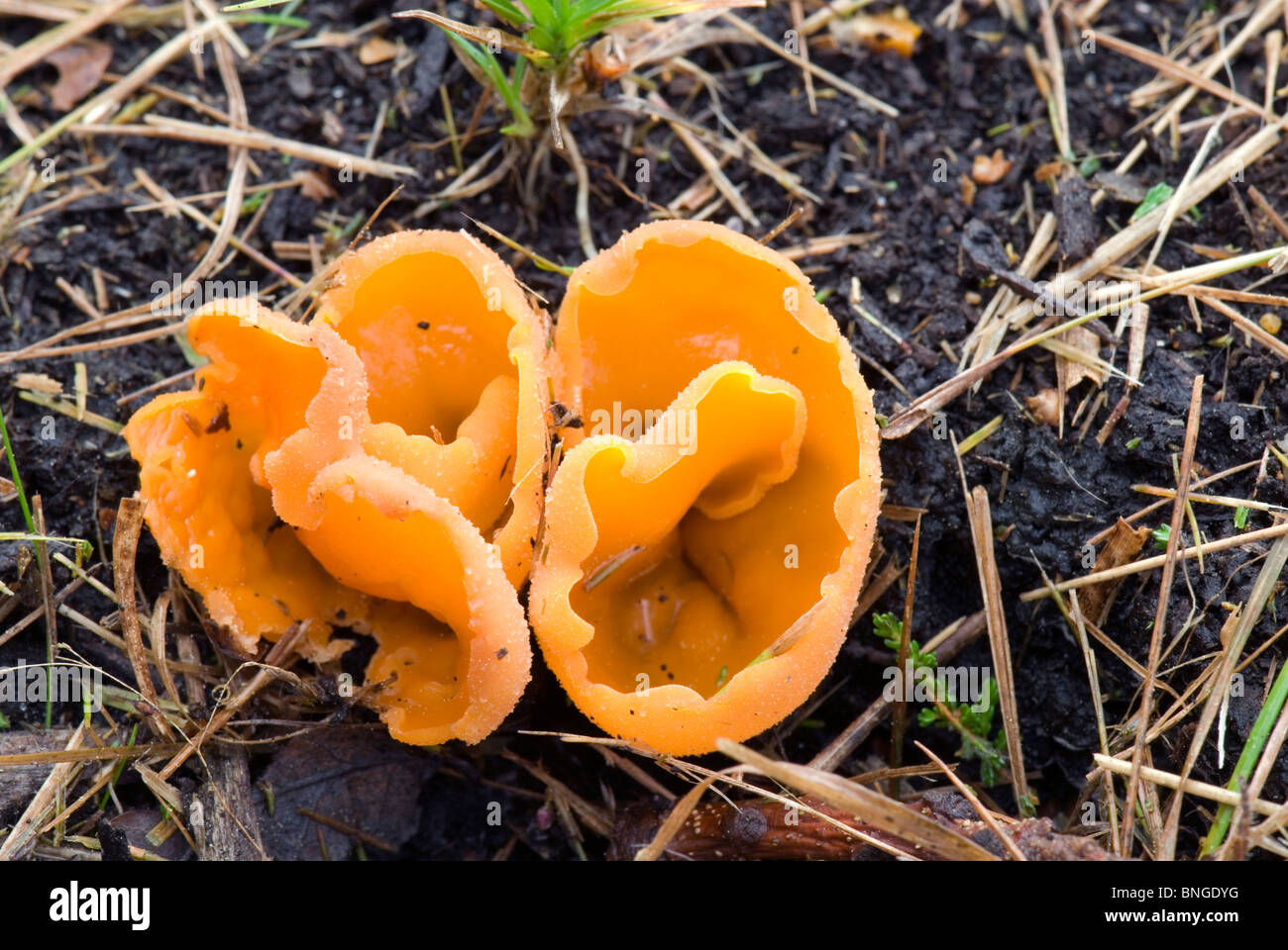 Orange Peel fungus Stock Photo
