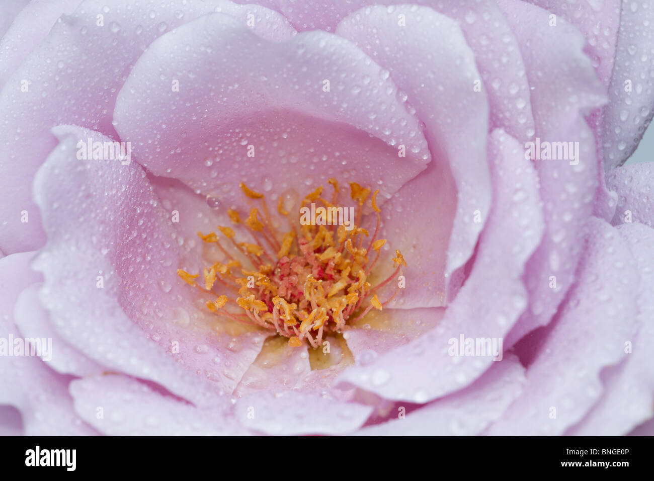 Close up of the Hybrid Tea Rose 'Blue Moon' with water droplets on the petals Stock Photo