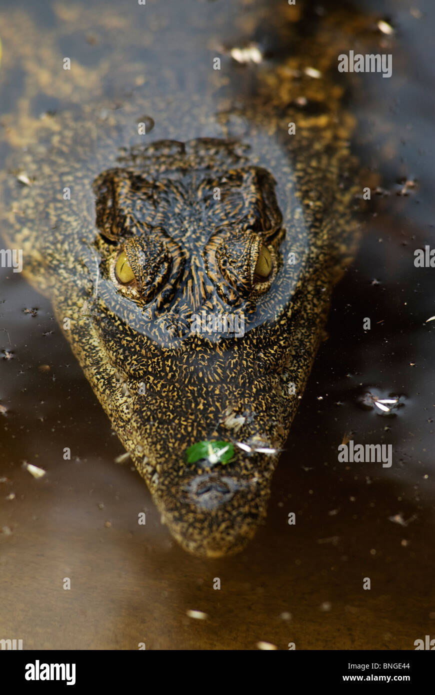 Crocodile with its eyes out of the water. Kwazulu Natal, South Africa Stock Photo