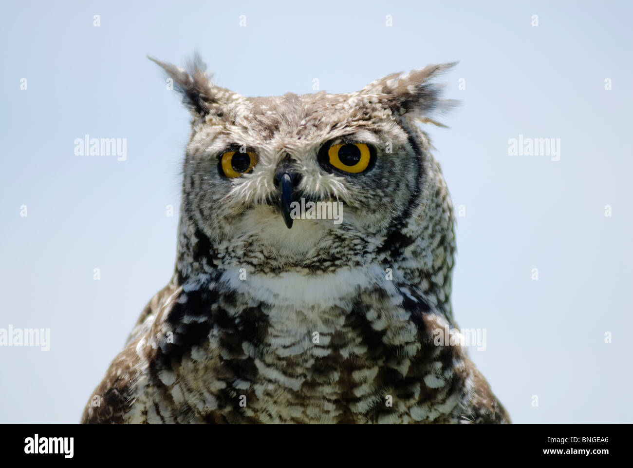 Portrait image of a Spotted eagle owl. Stock Photo