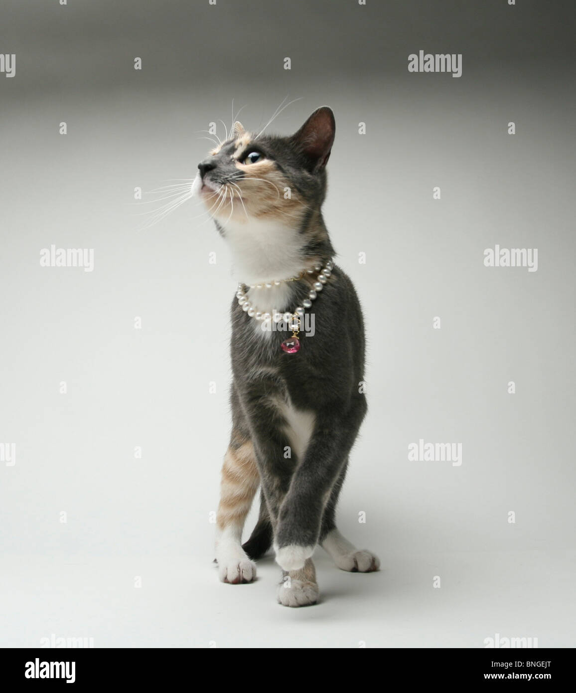 Calico Kitty Necklace - Gold