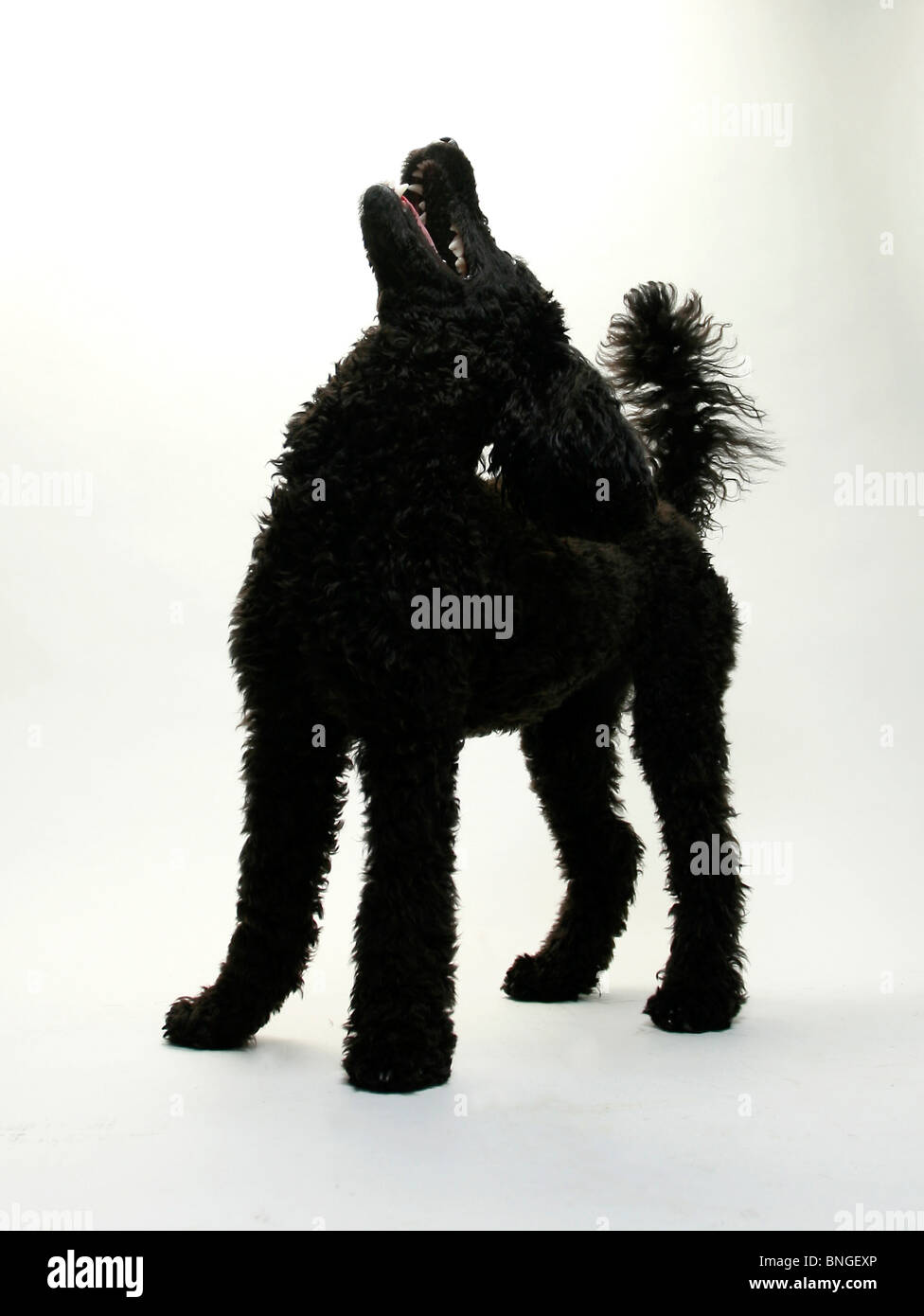 Black poodle barking hires stock photography and images Alamy